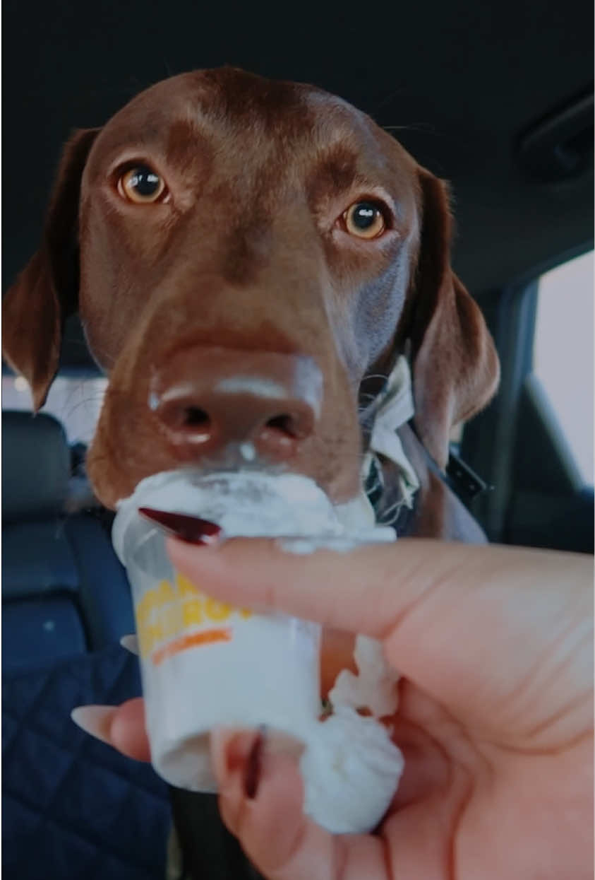@Apollo the Choc Lab 🤎
