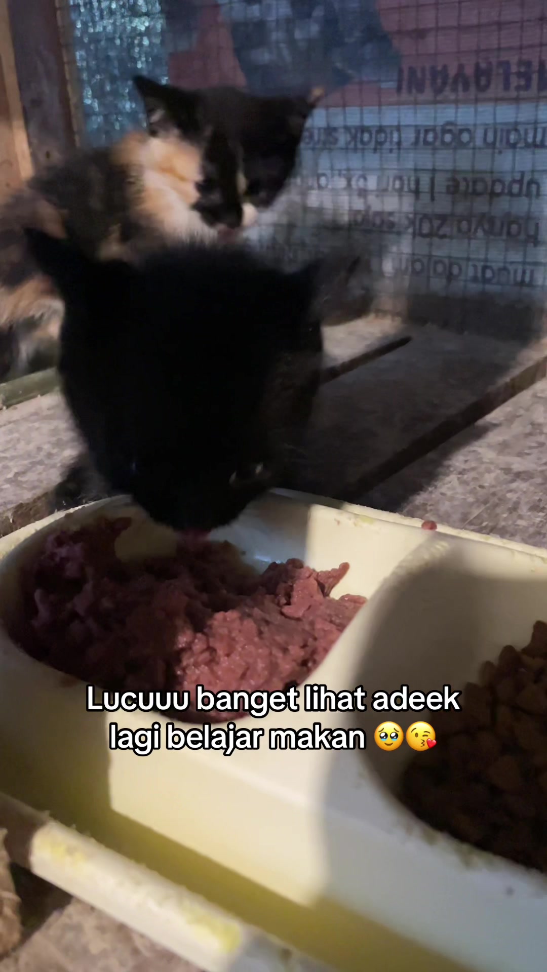 @biskuit&cimul