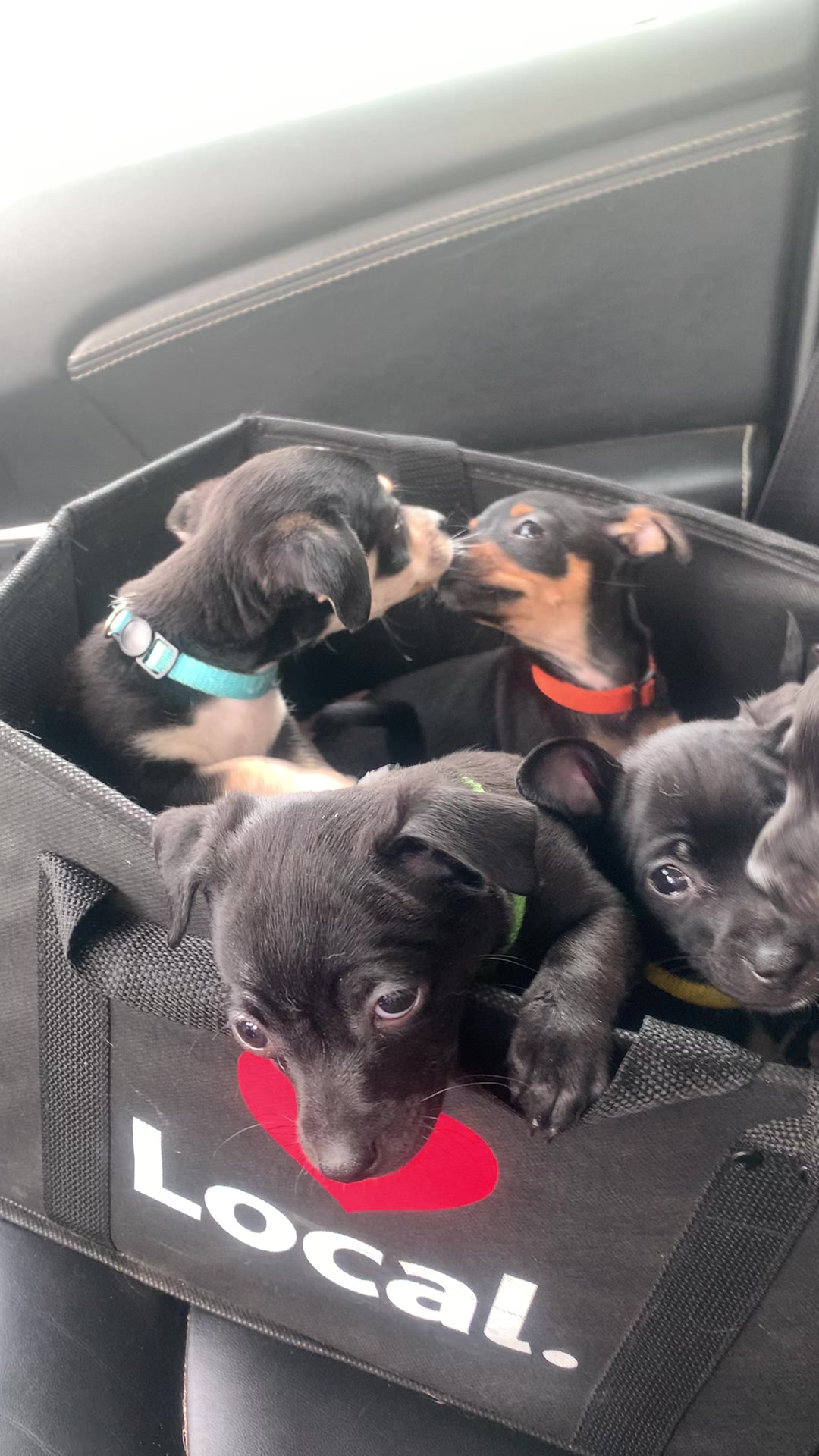@lovinglifewithpuppies🐾🇨🇦🐾