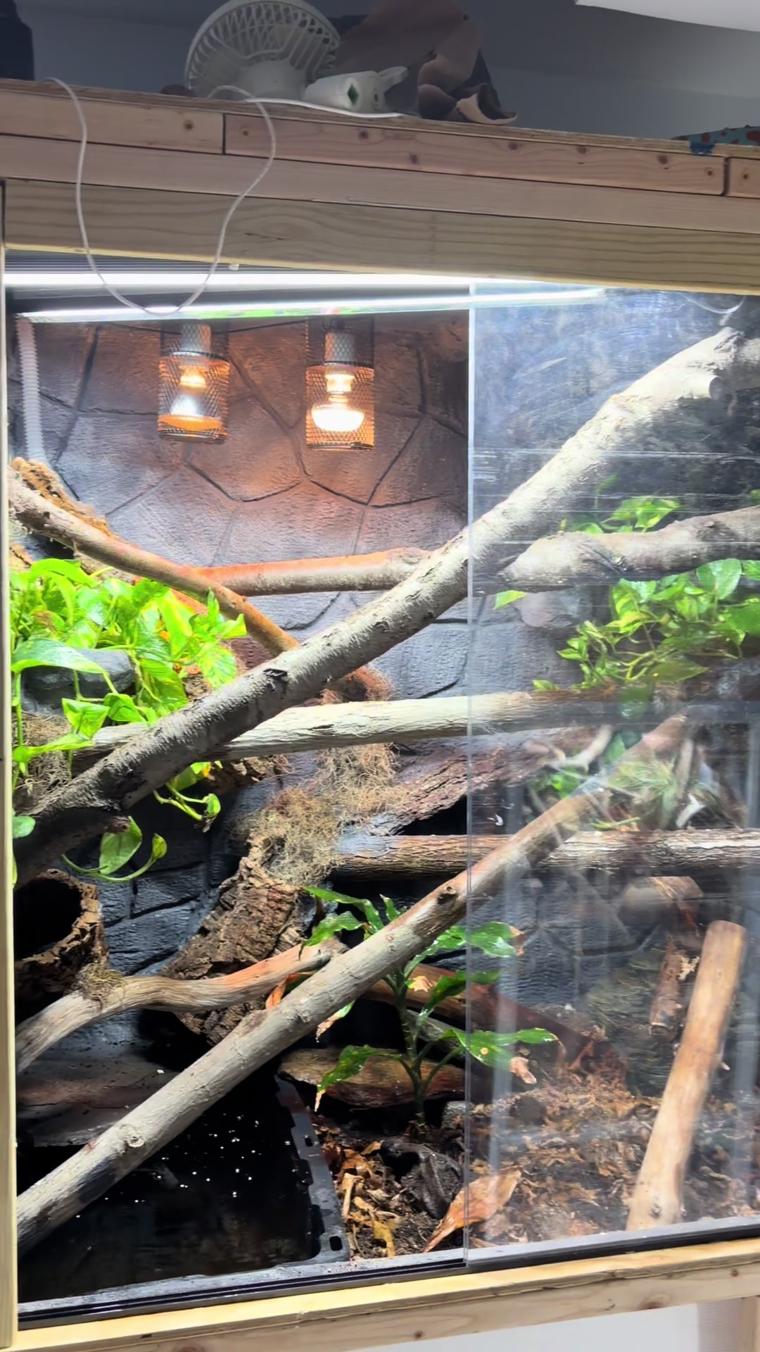 @layla🦎🍃