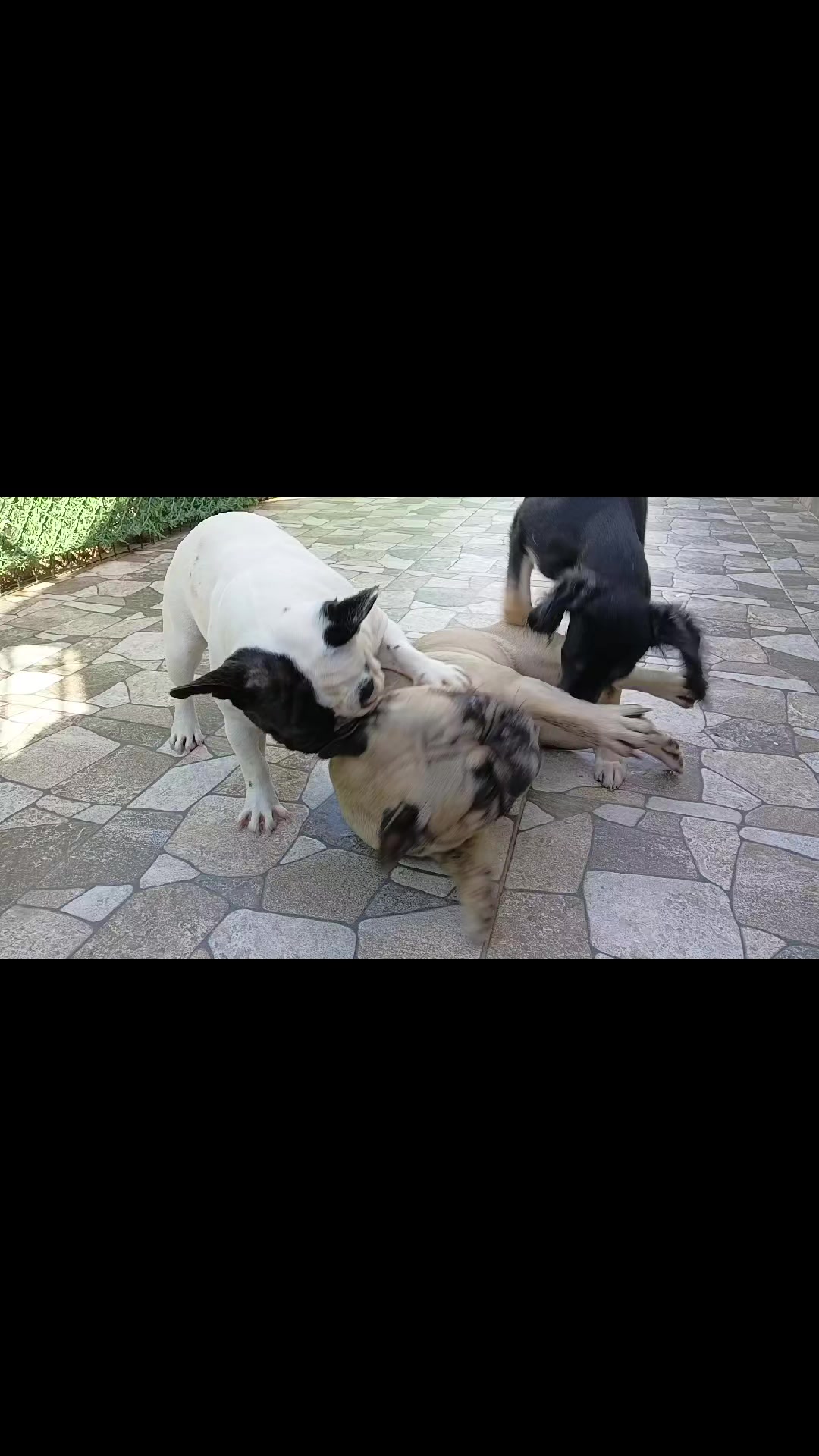 @Bosphorus Bulls French Bulldog