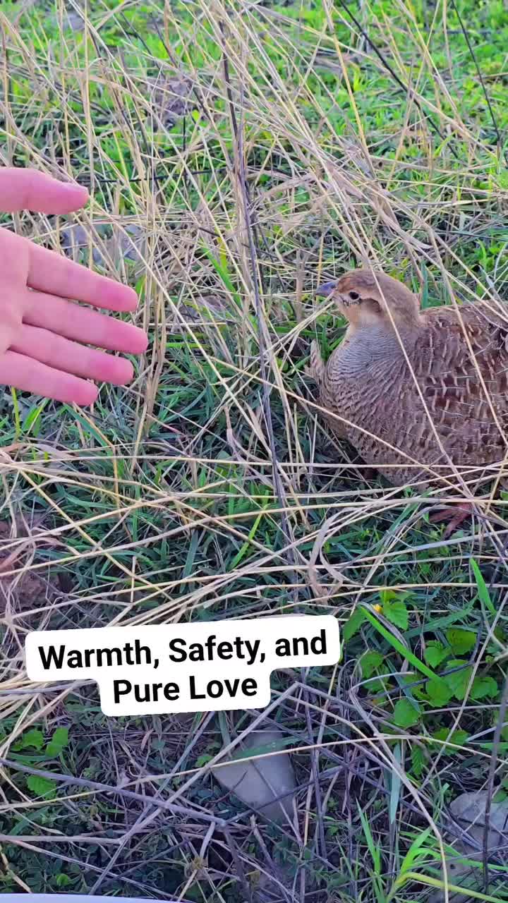 @Birds Lover