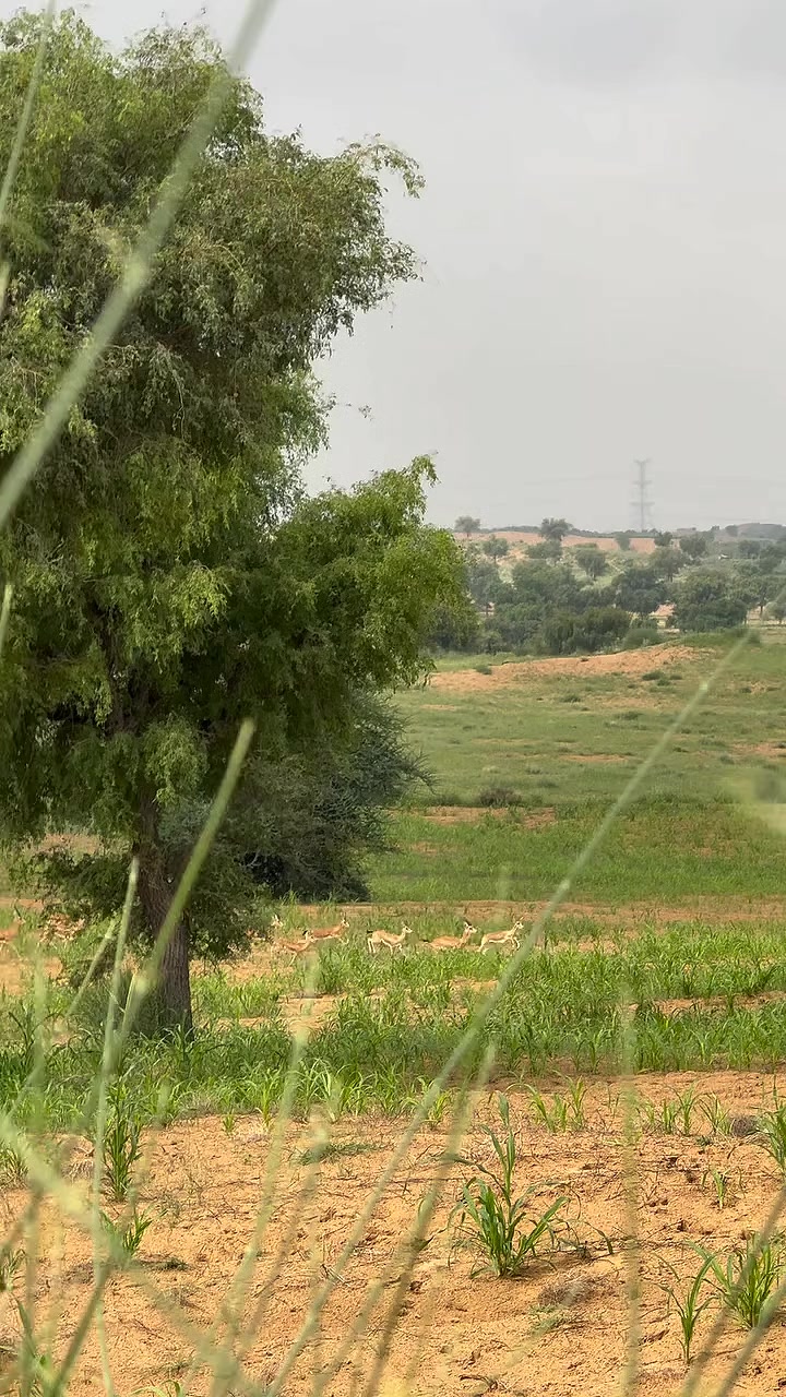 @ابوبکر🌸