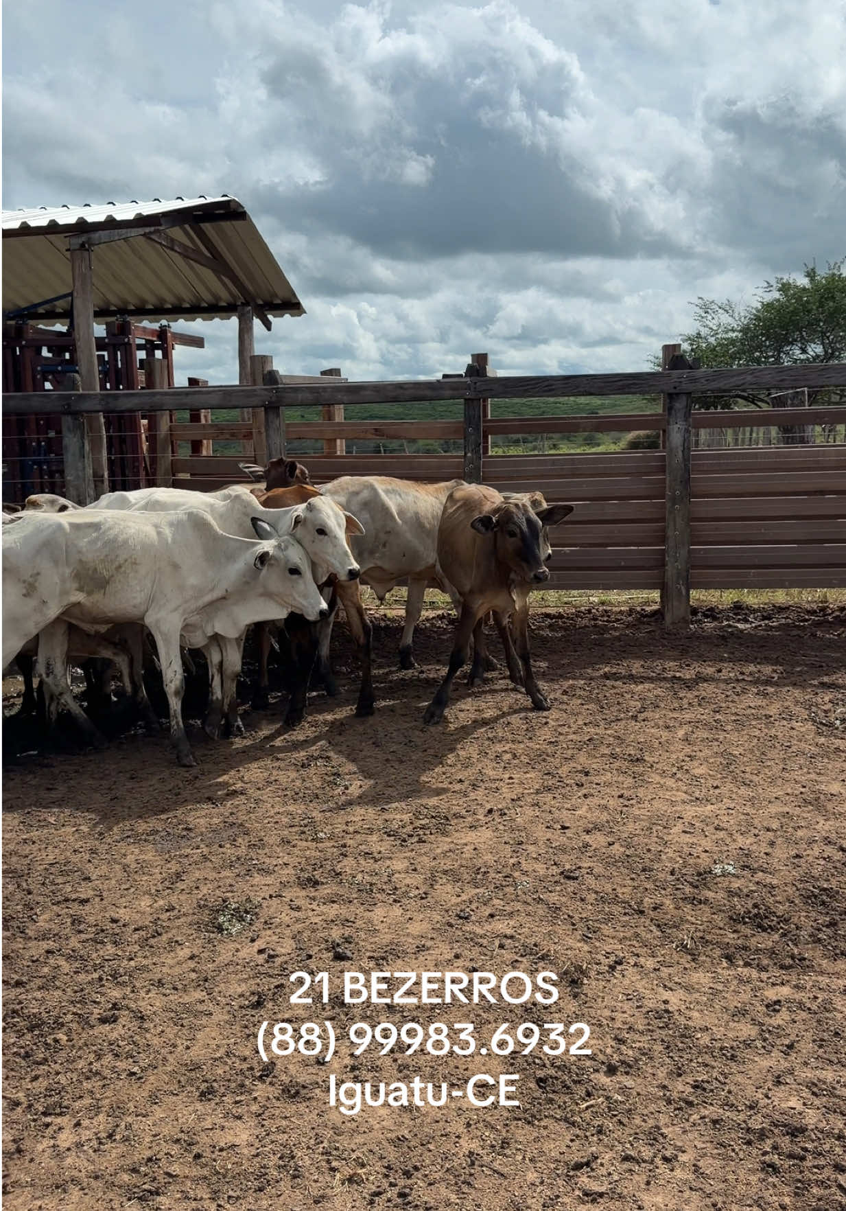 @Shop do Gado