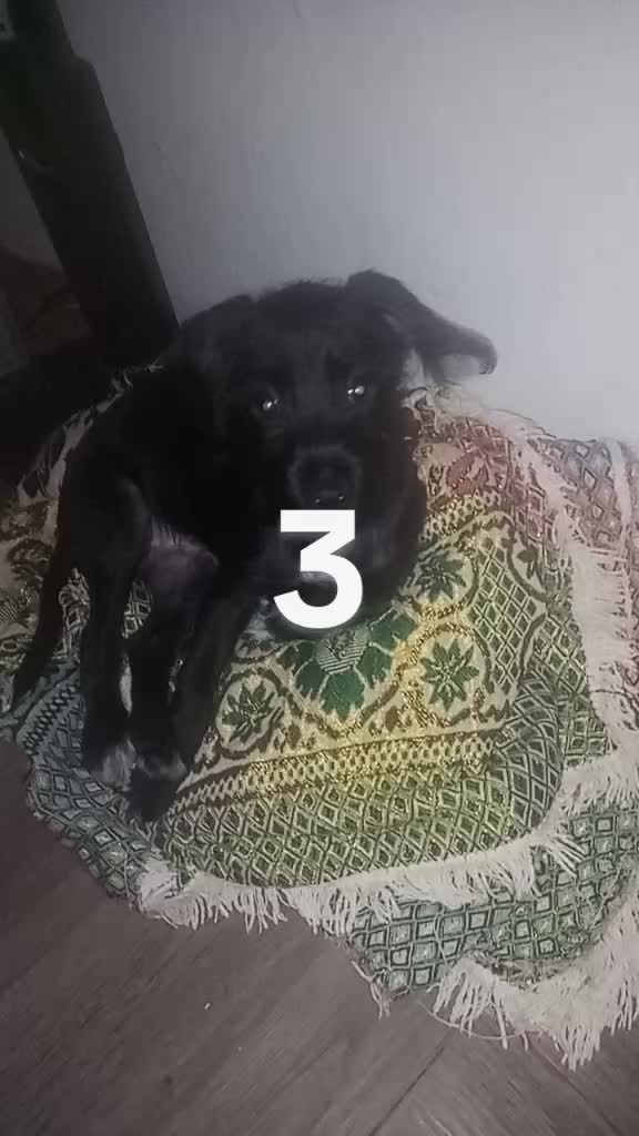 @Dia dos namoradosMercadoLivre