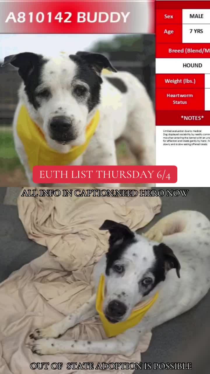 @@rescuedogs911