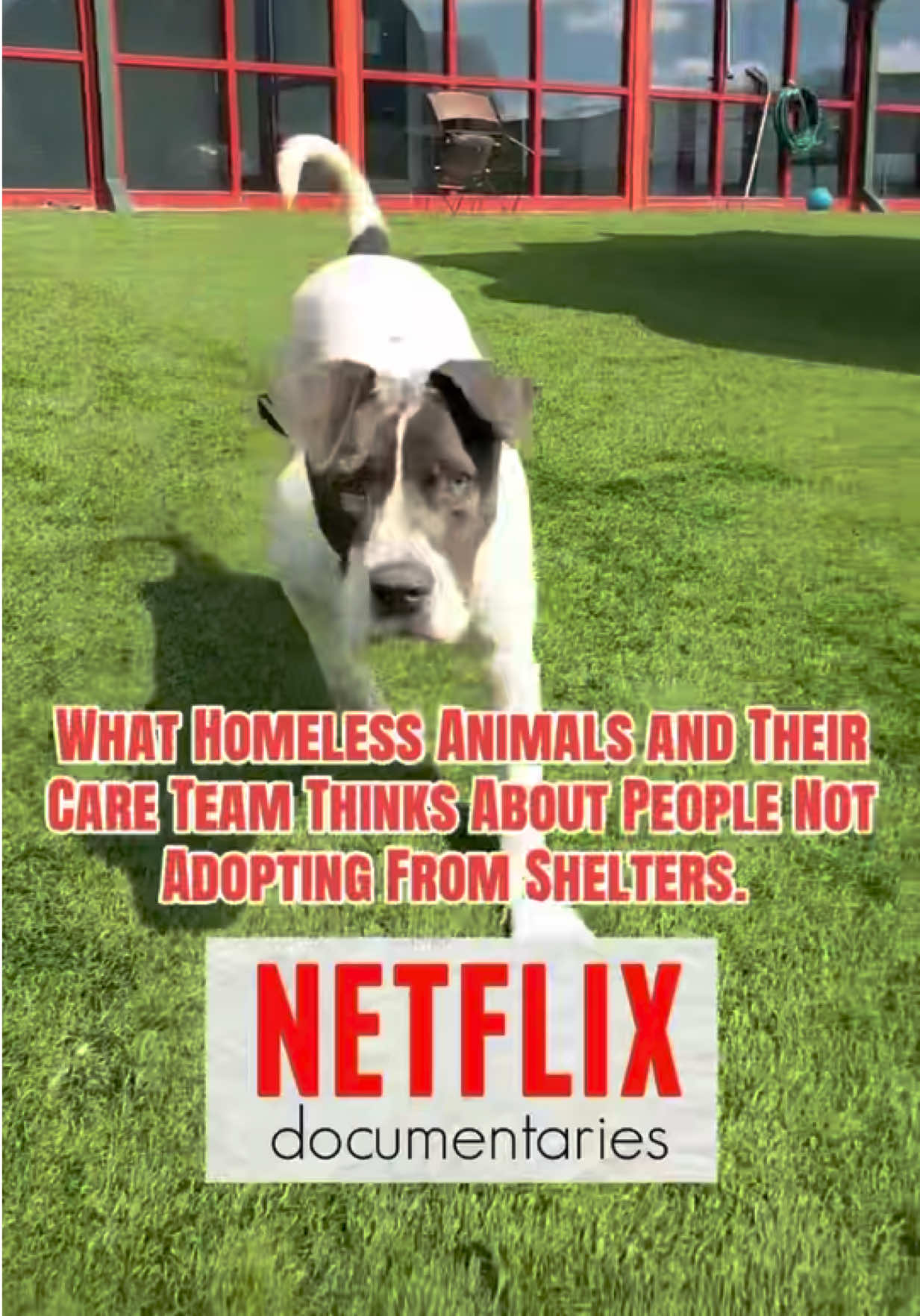 @Vanderburgh Humane Society