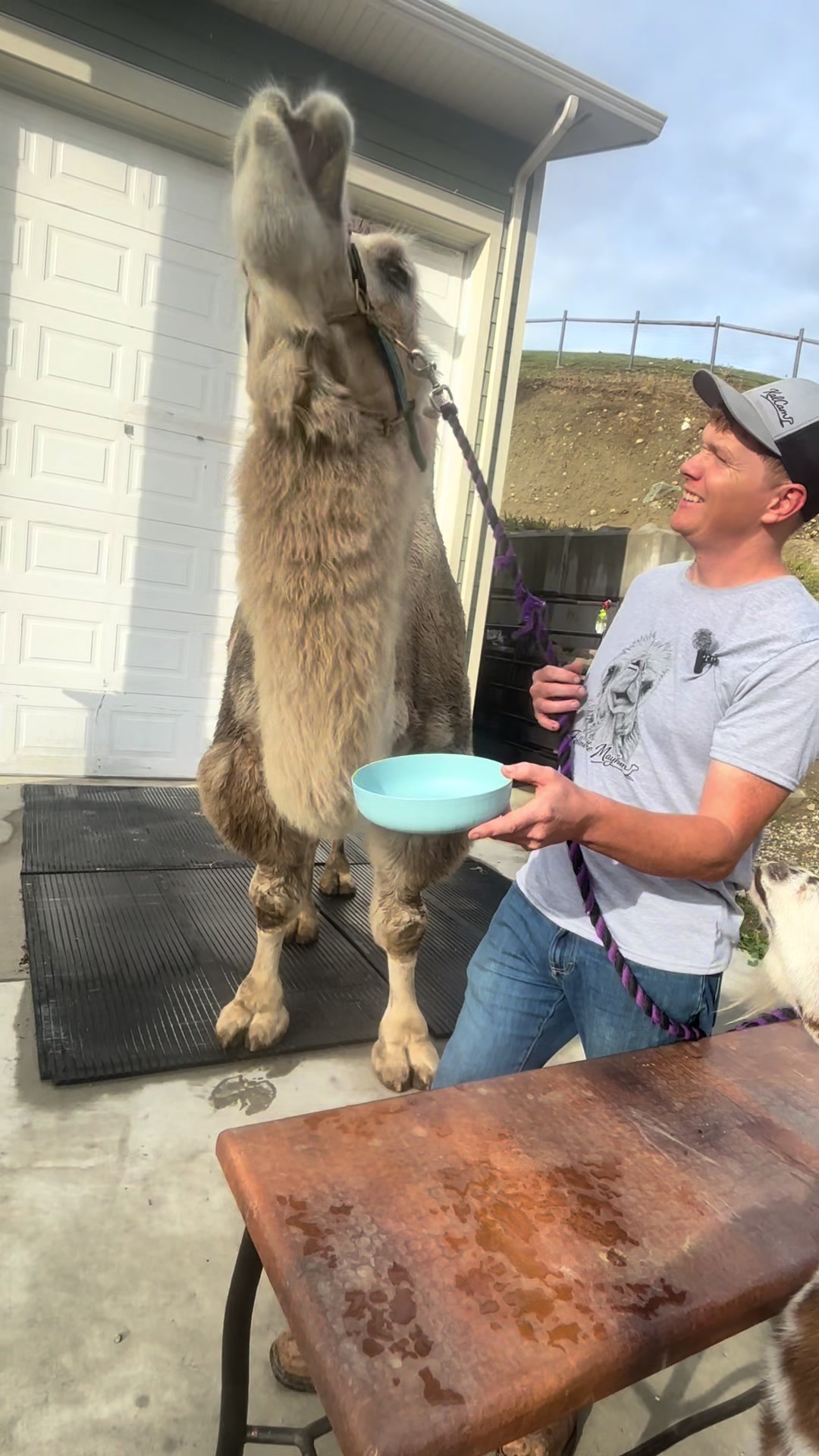 @MayhemTheCamel