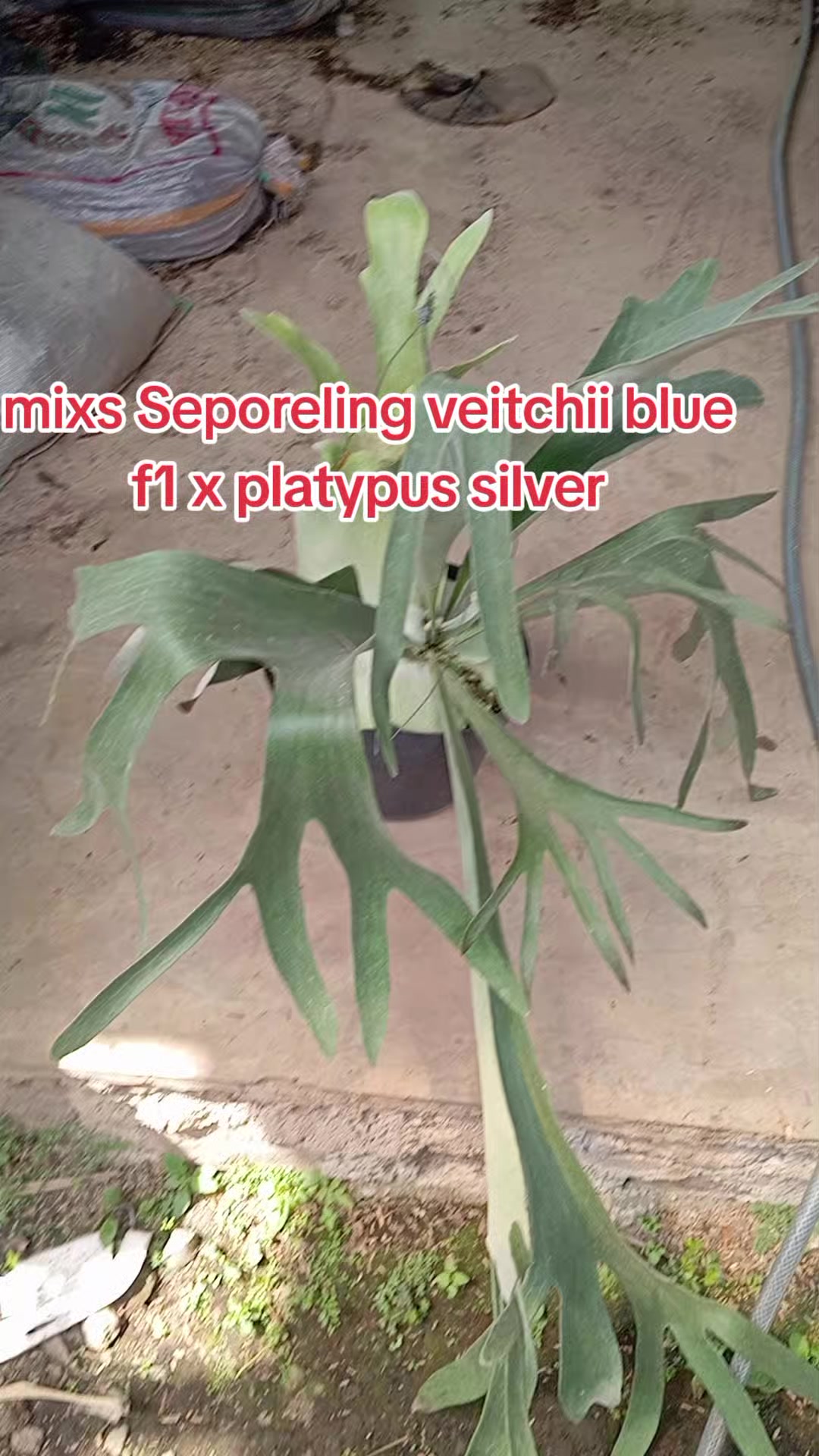 @LATANSA PLATYCERIUM NURSERY