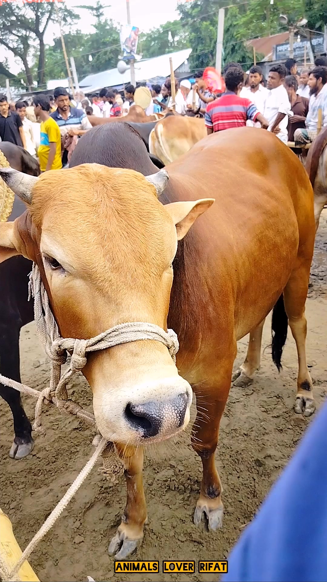 @Animals Lover Rifat
