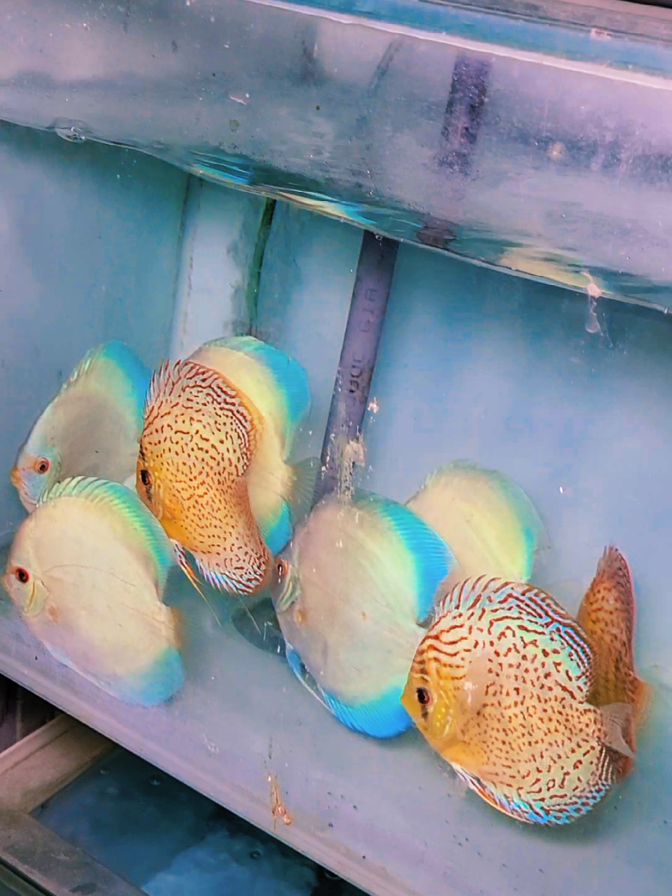 @Discus House Aquarium