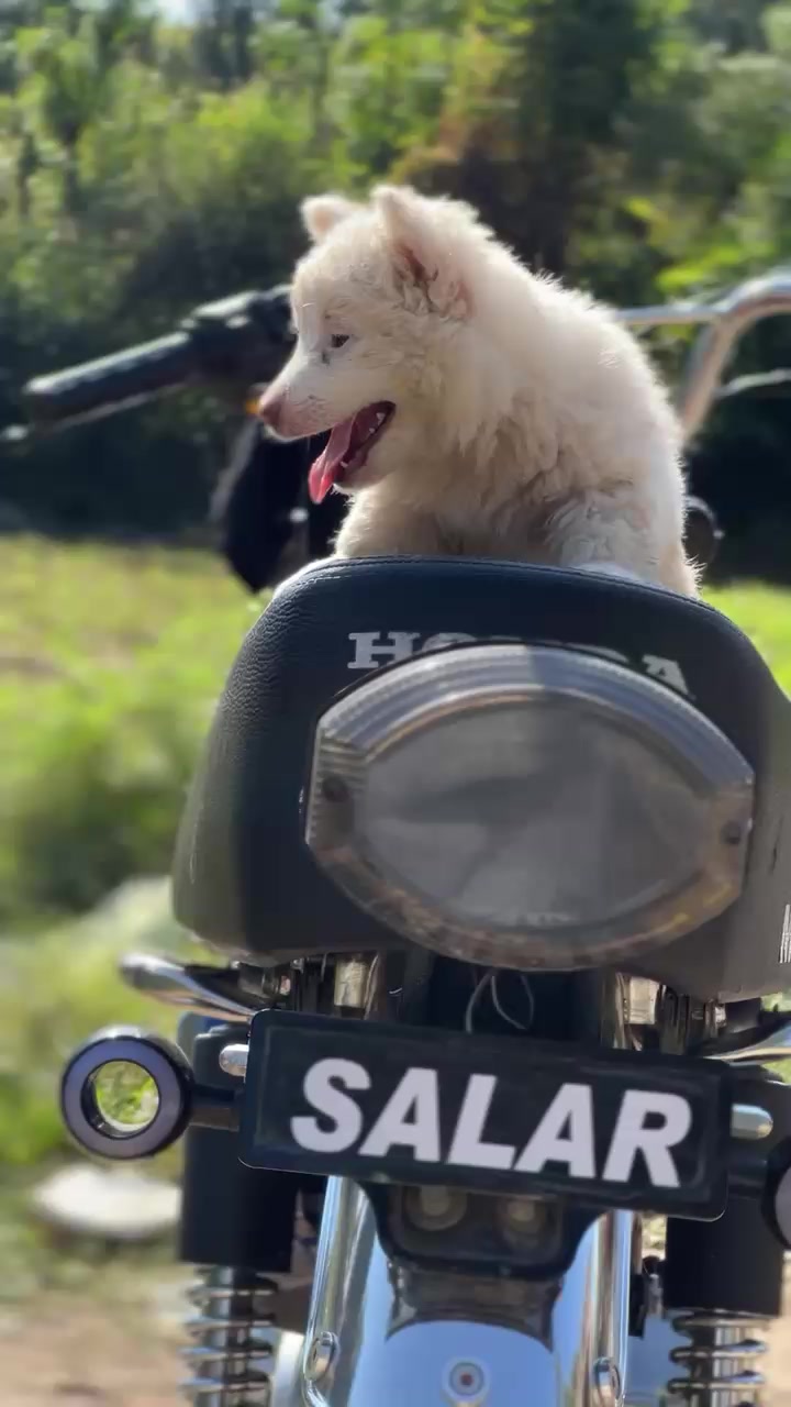 @PETS LOVER 🐕