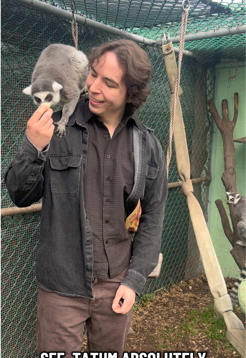 @Jungle Cat World