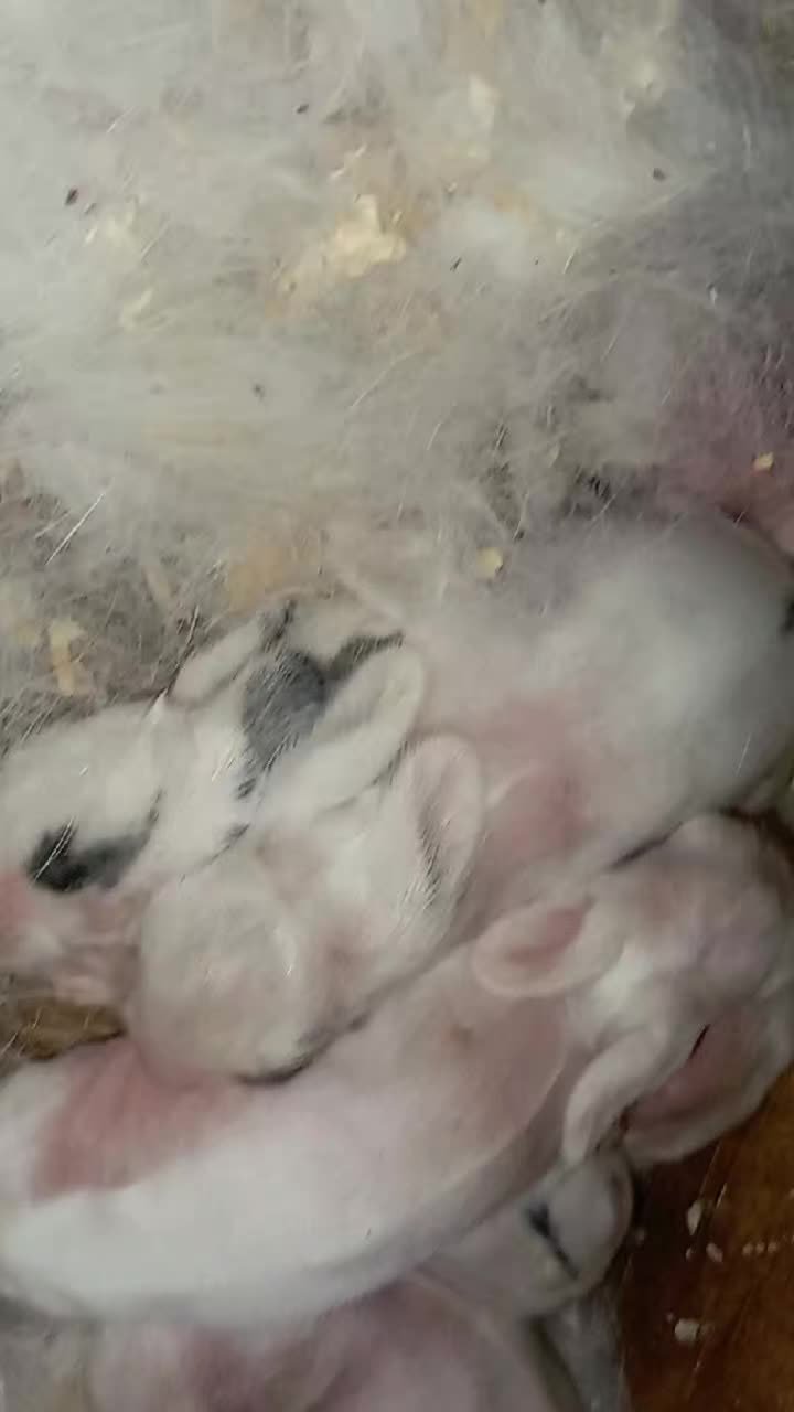@Թութակներ🦜🐕🦺🐇