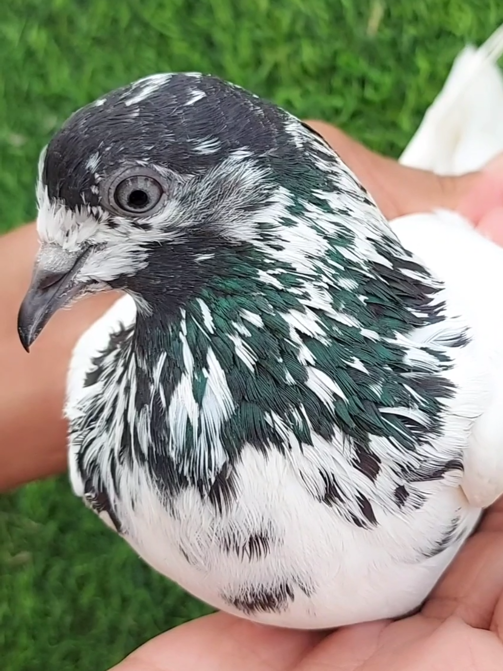 @Pak Pet Zone ( Shebi Shokeen )