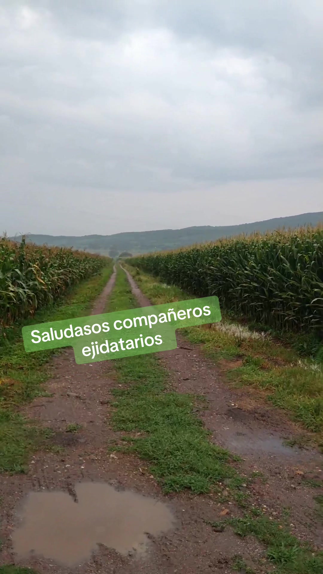 @antonysaavedra55