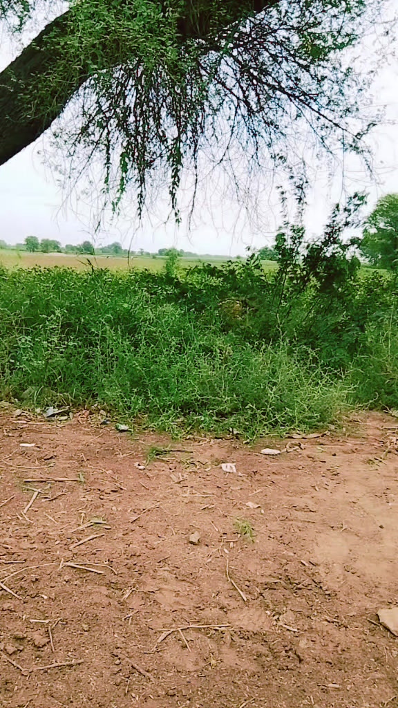 @Sania Qureshi