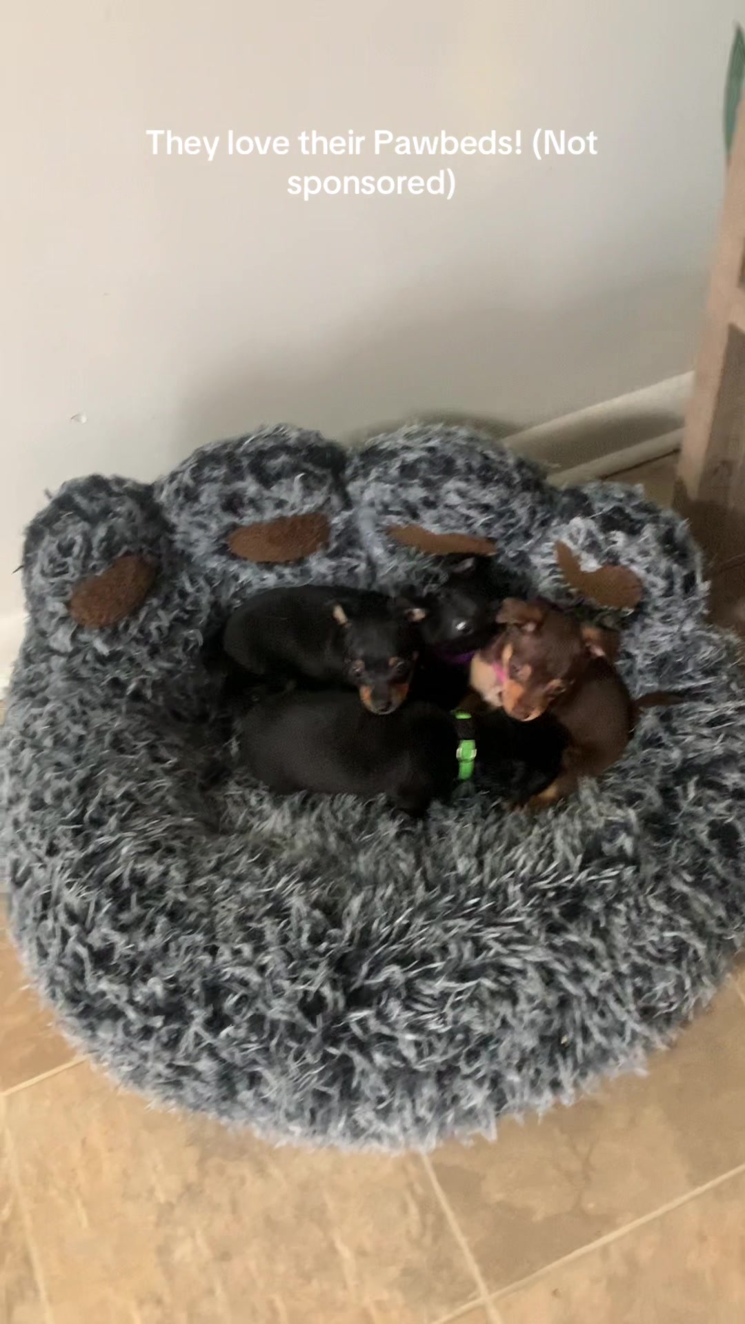 @lovinglifewithpuppies🐾🇨🇦🐾