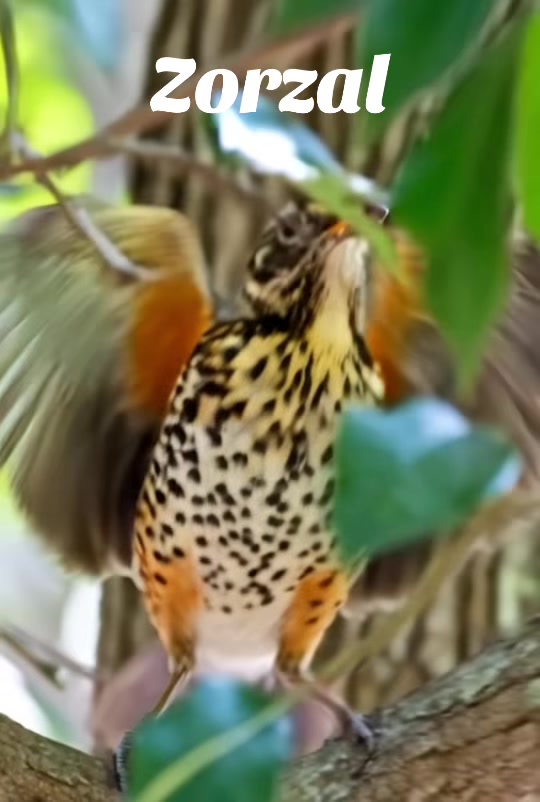@Fauna Mundial