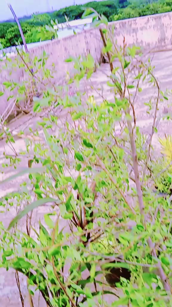 @🦋🌺প্রজাপতি🌺🦋