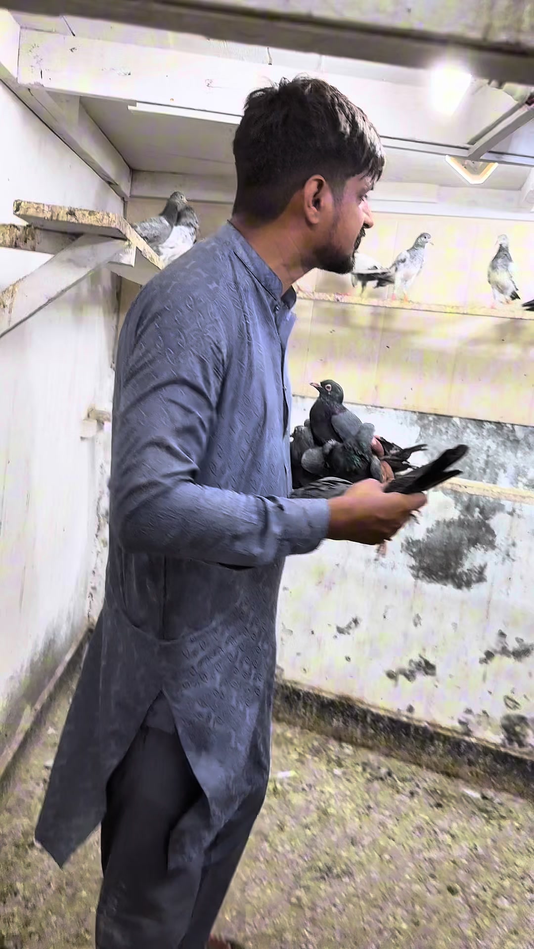 @Lahore Pigeon