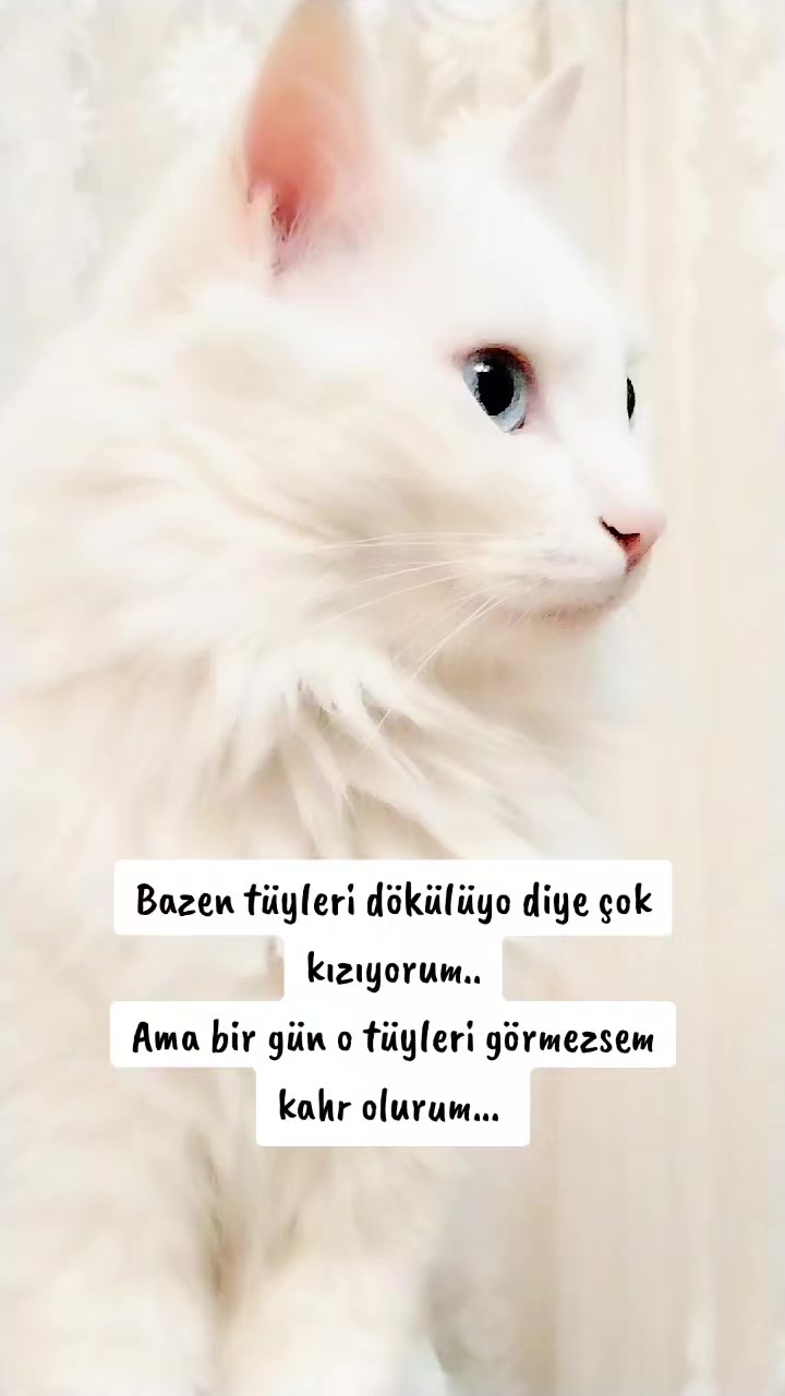 @Kedi_BULUT