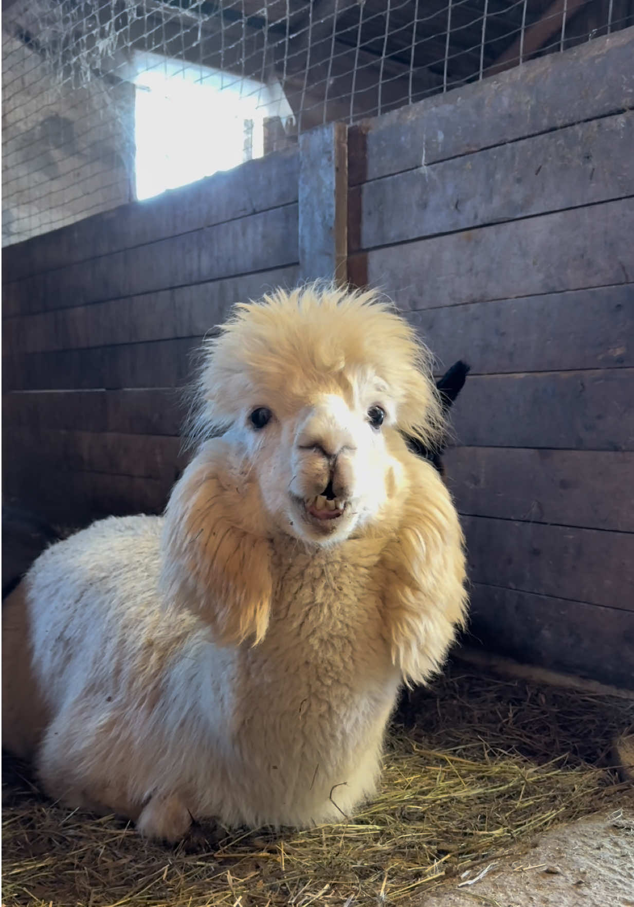 @Useless Farm