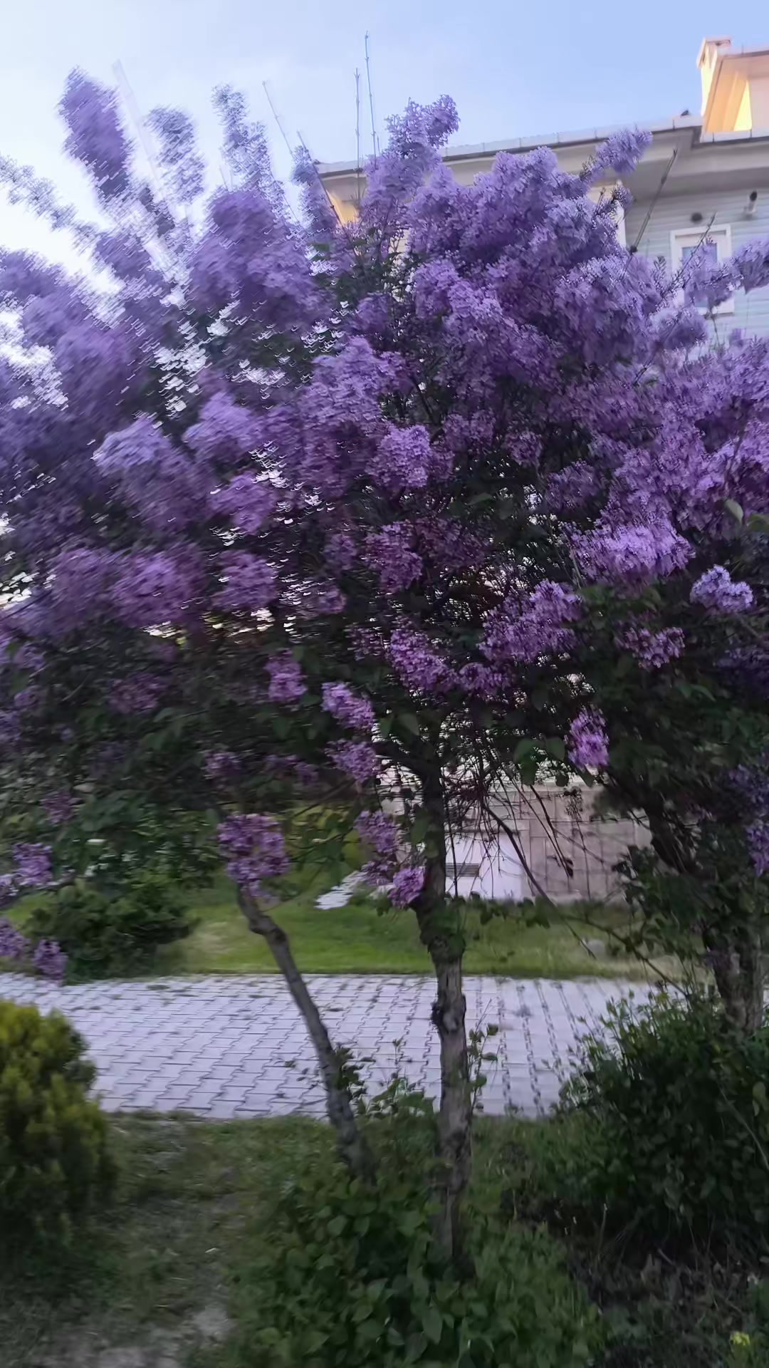 @Birgül Şen 03