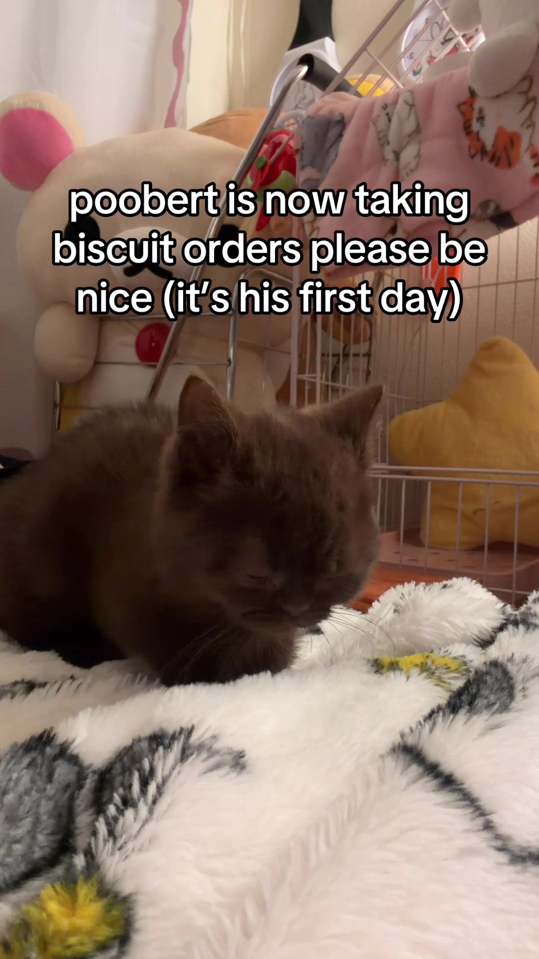 @honey butter chicken biscuit