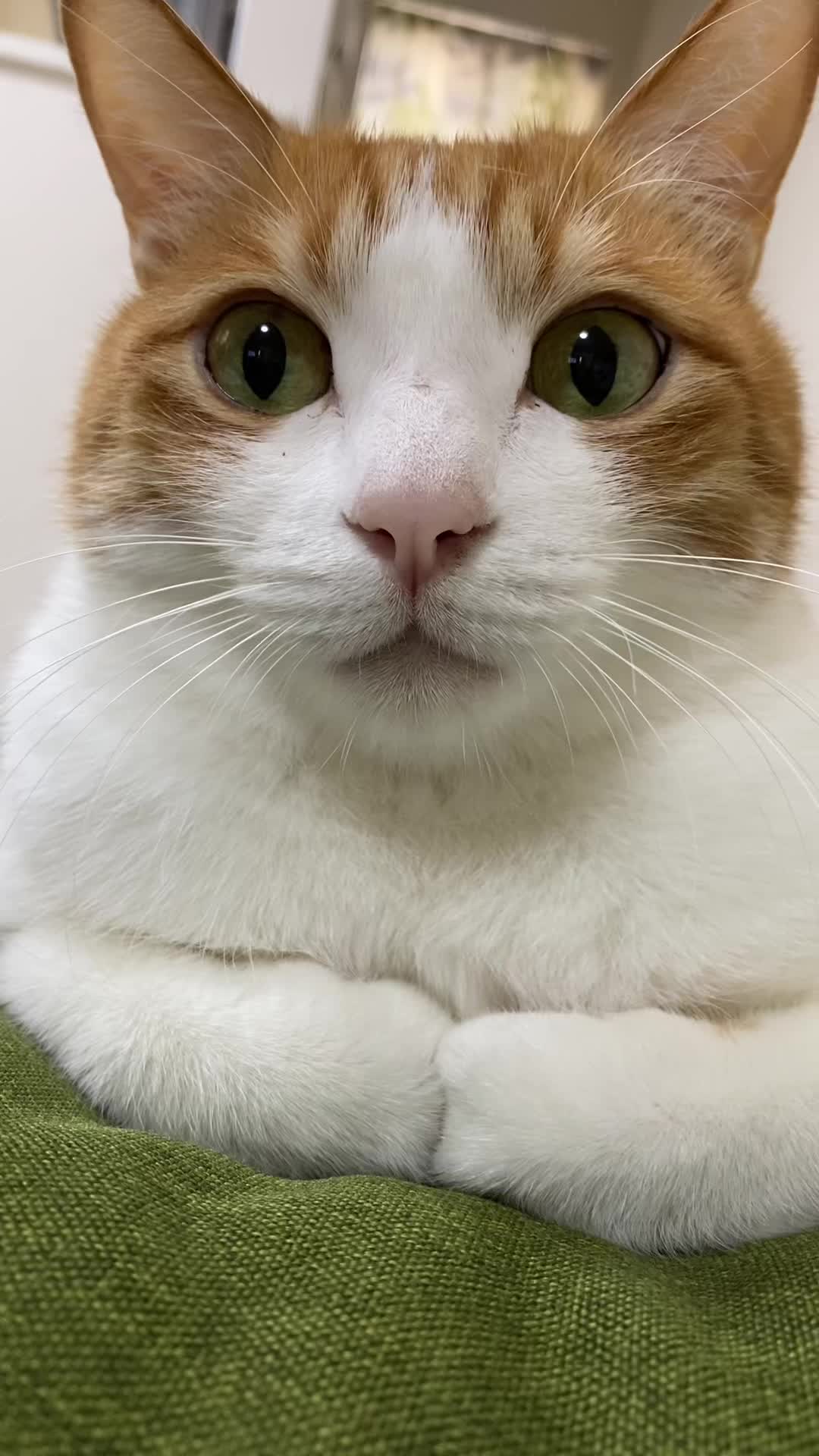 @猫のはっさく
