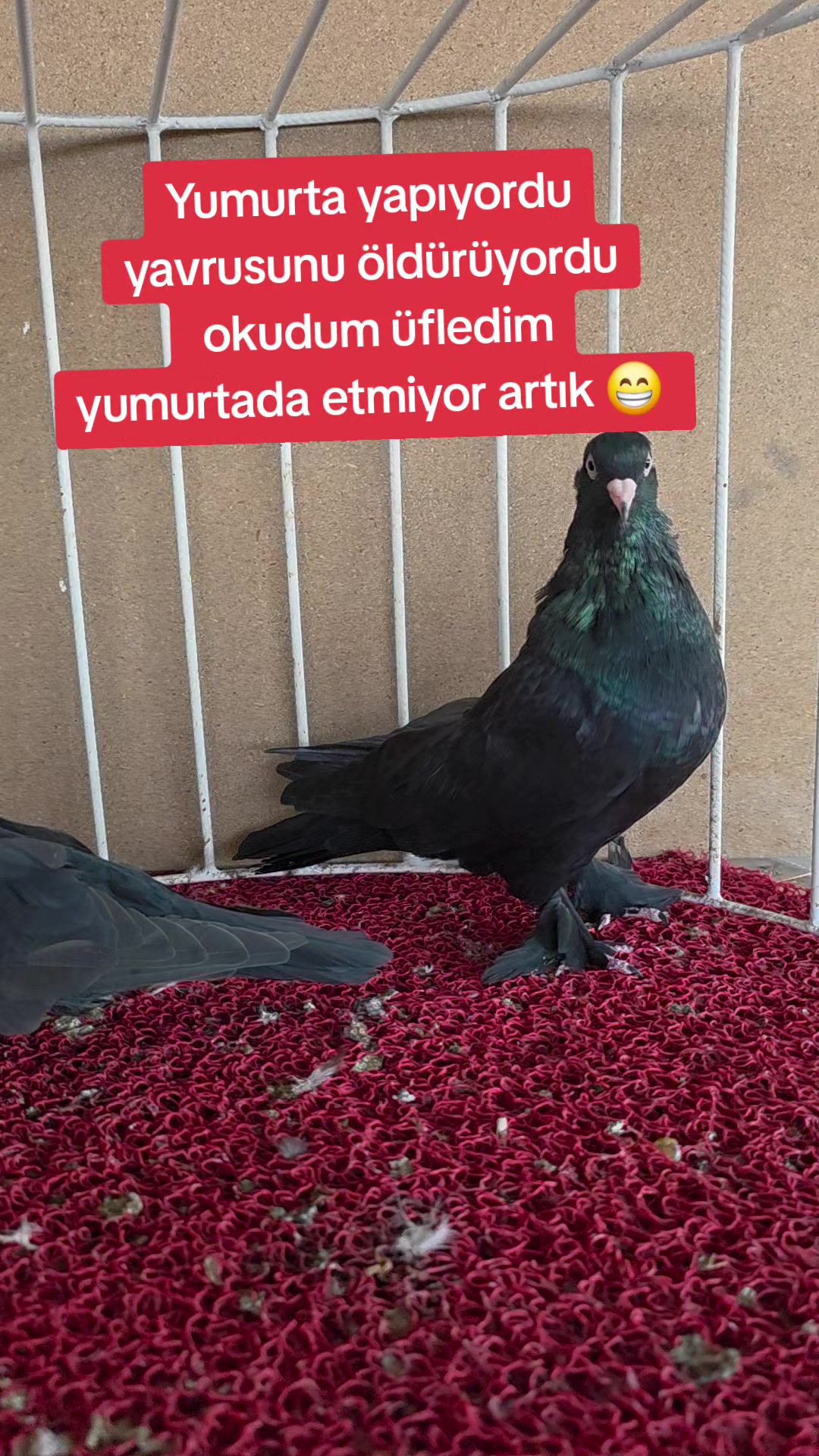 @Mahsum Kutluay