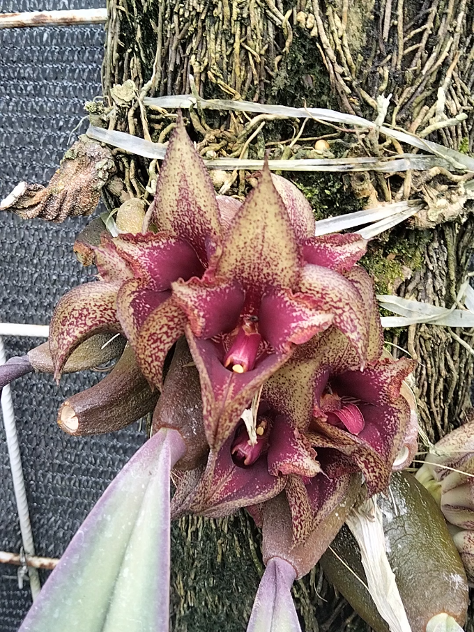 @Bani Orchid