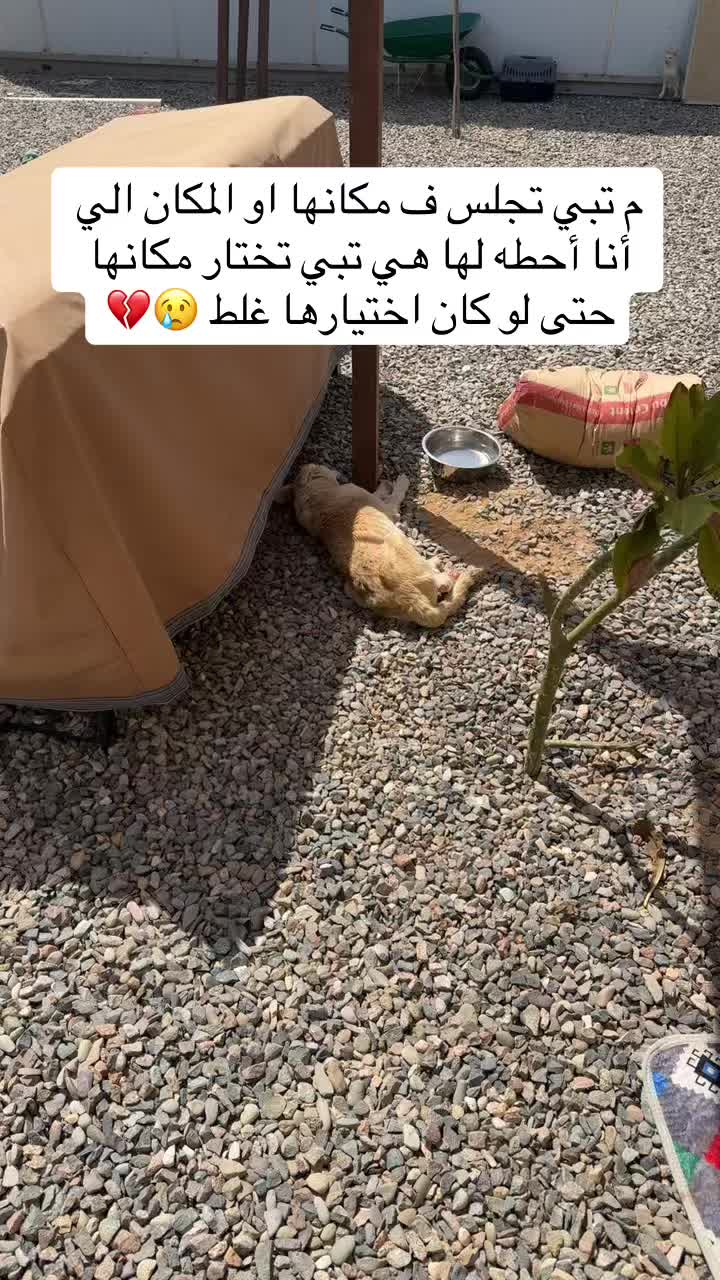@مـاجـد✨