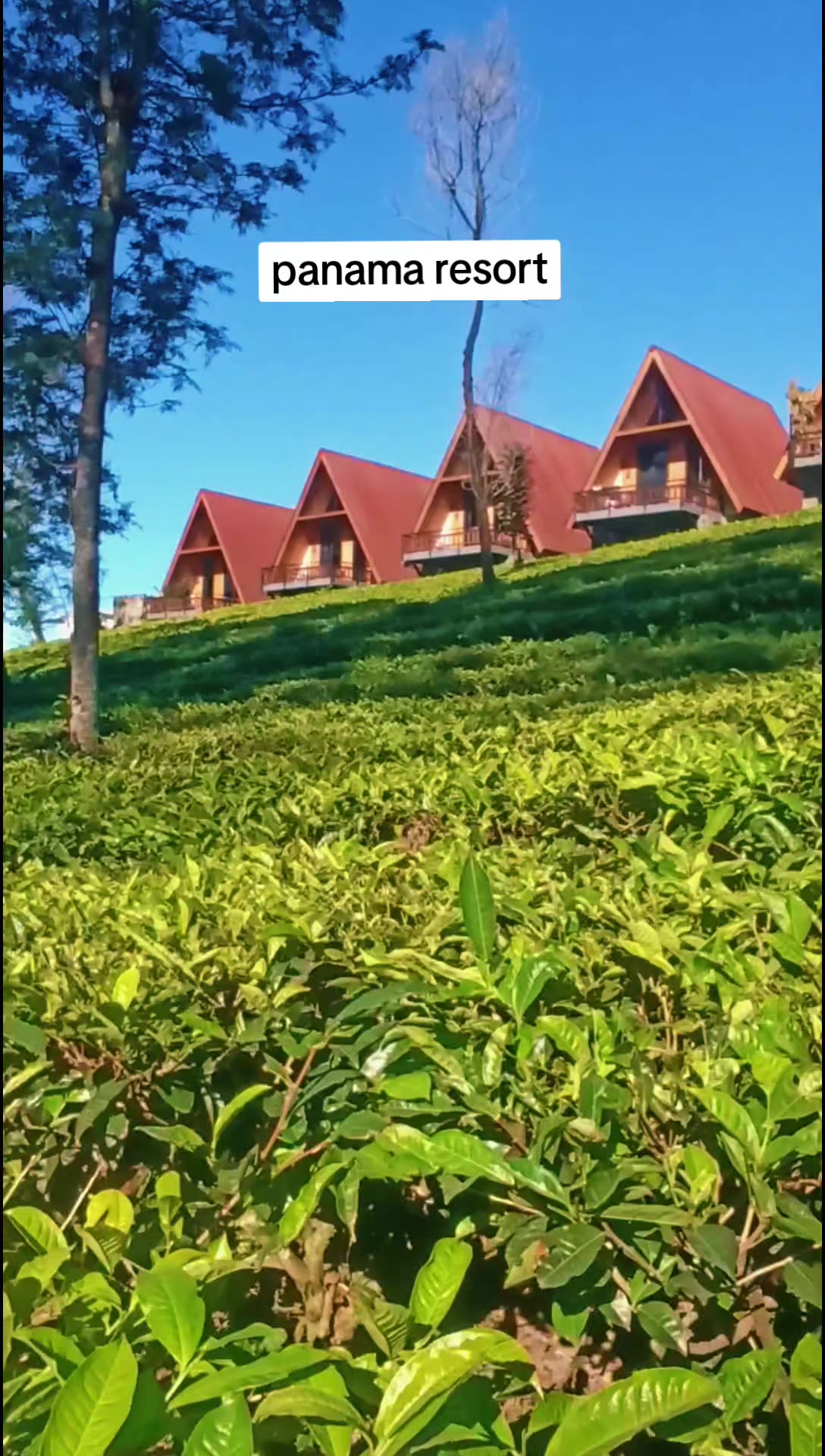 @panamajeep🇮🇩dieng
