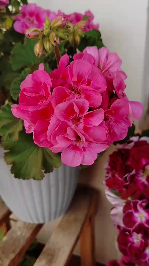 @💧Çiçek dostu 🇹🇷💧