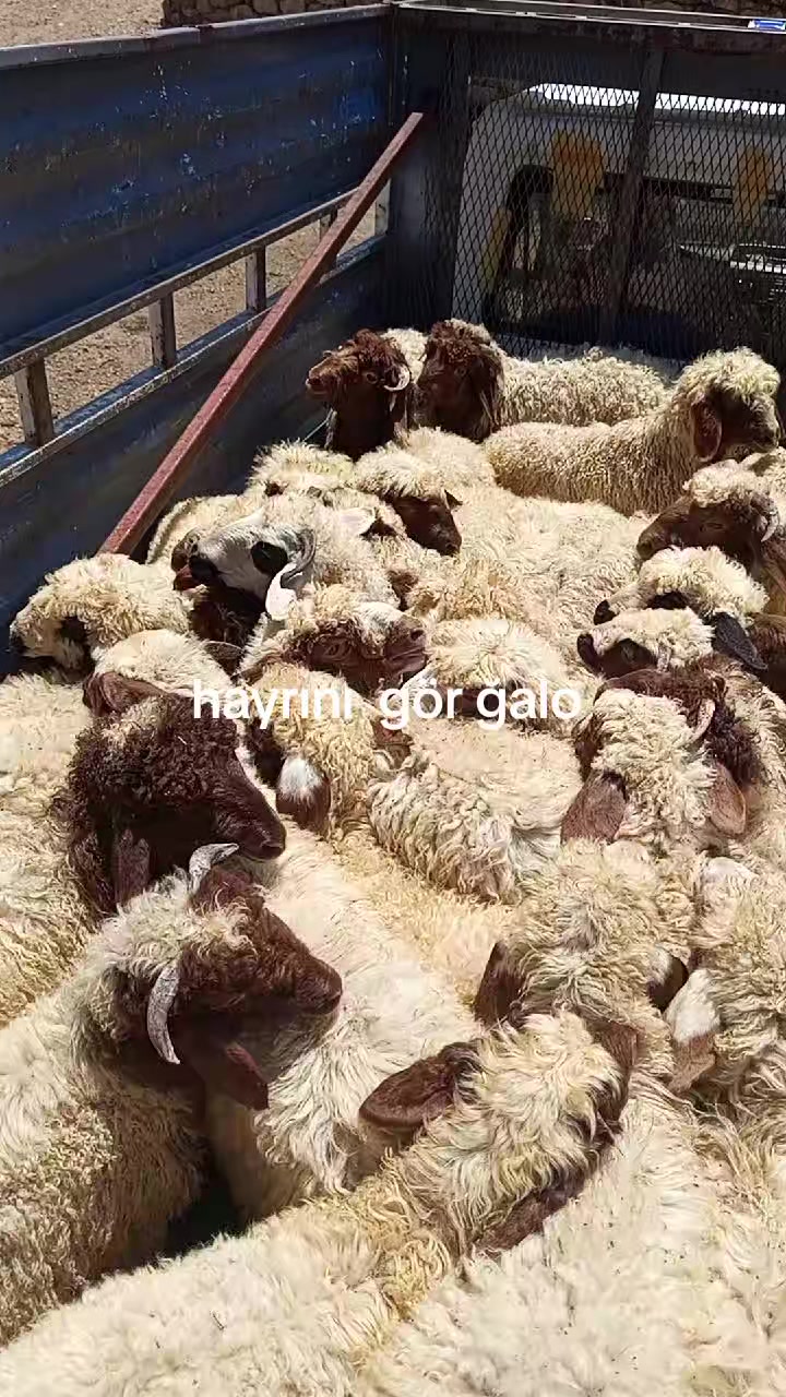 @hebun zınar