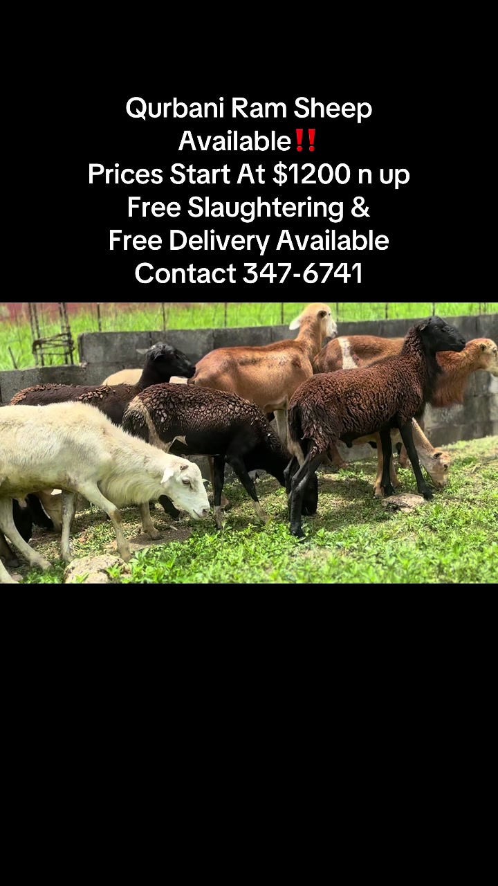 @S.Ali livestock‼️