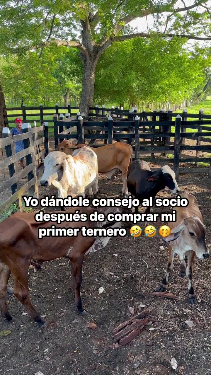 @luismamoreno