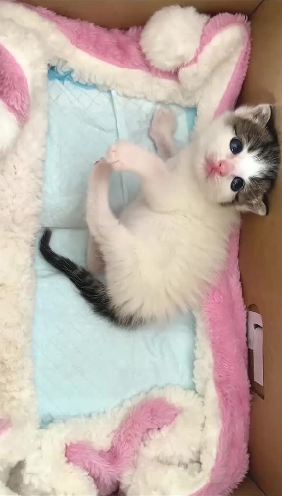 @catbosssss