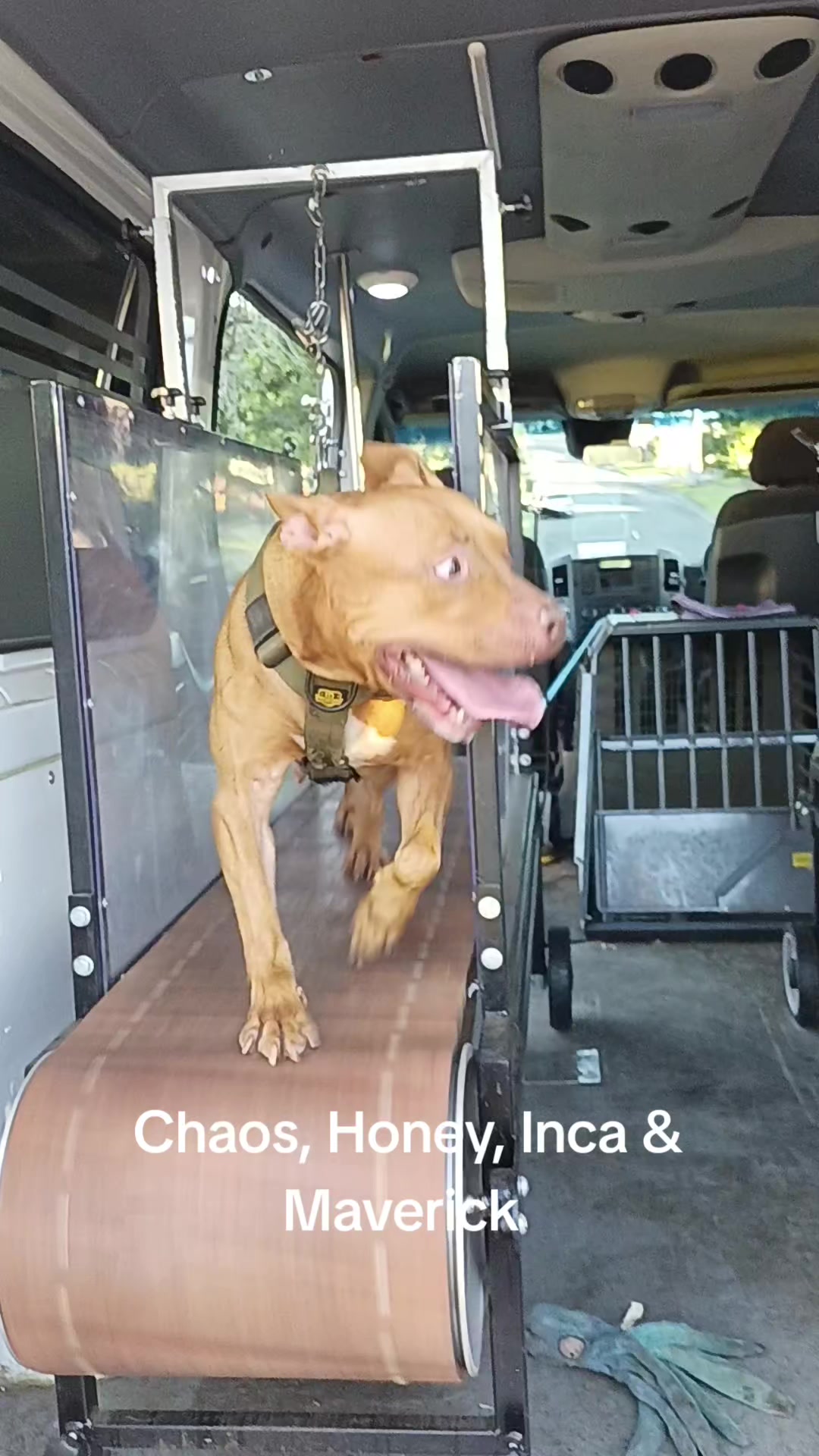 @Canine Conditioning