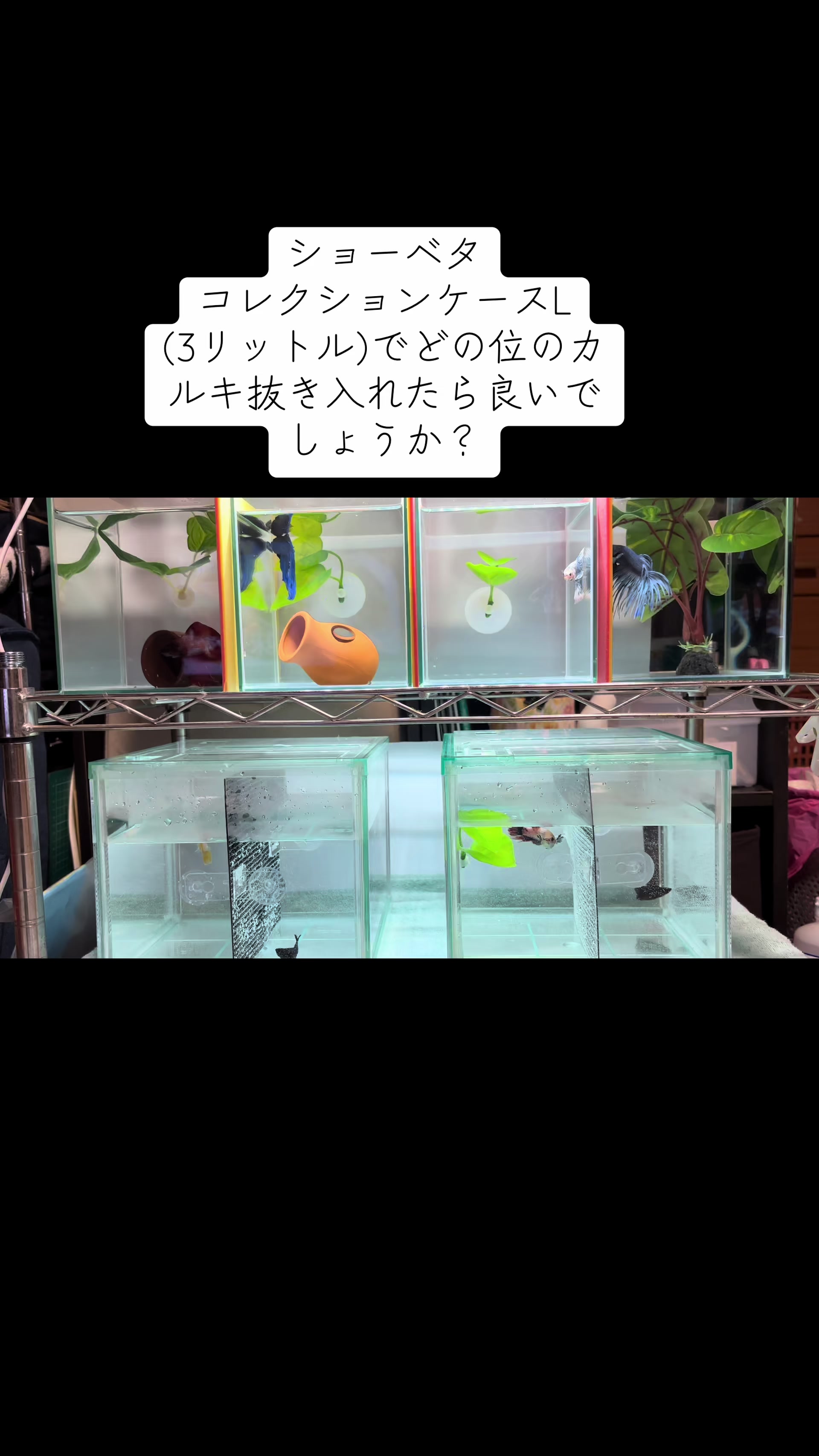 @ちあ🐠🫧