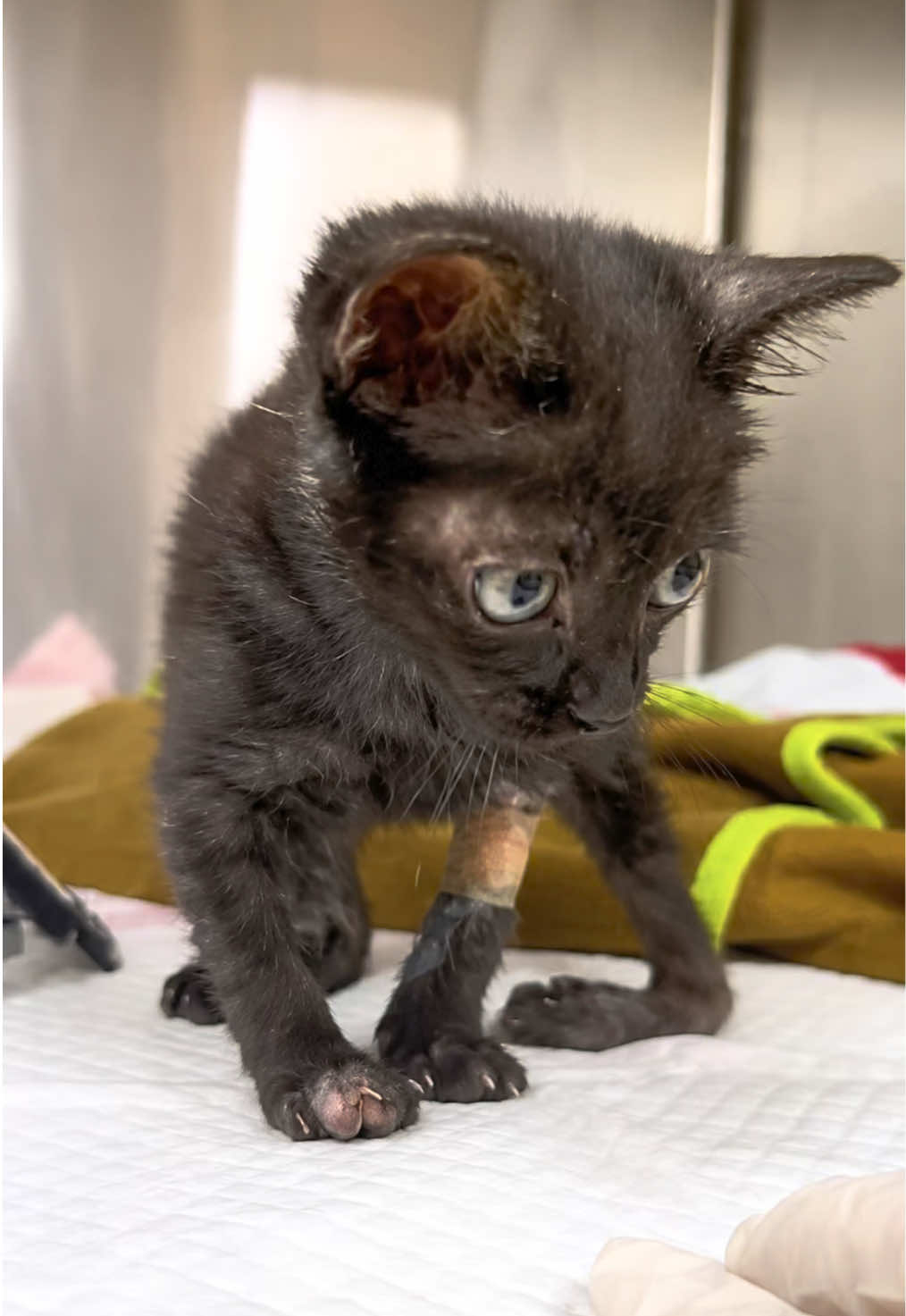 @aria_cats_rescue