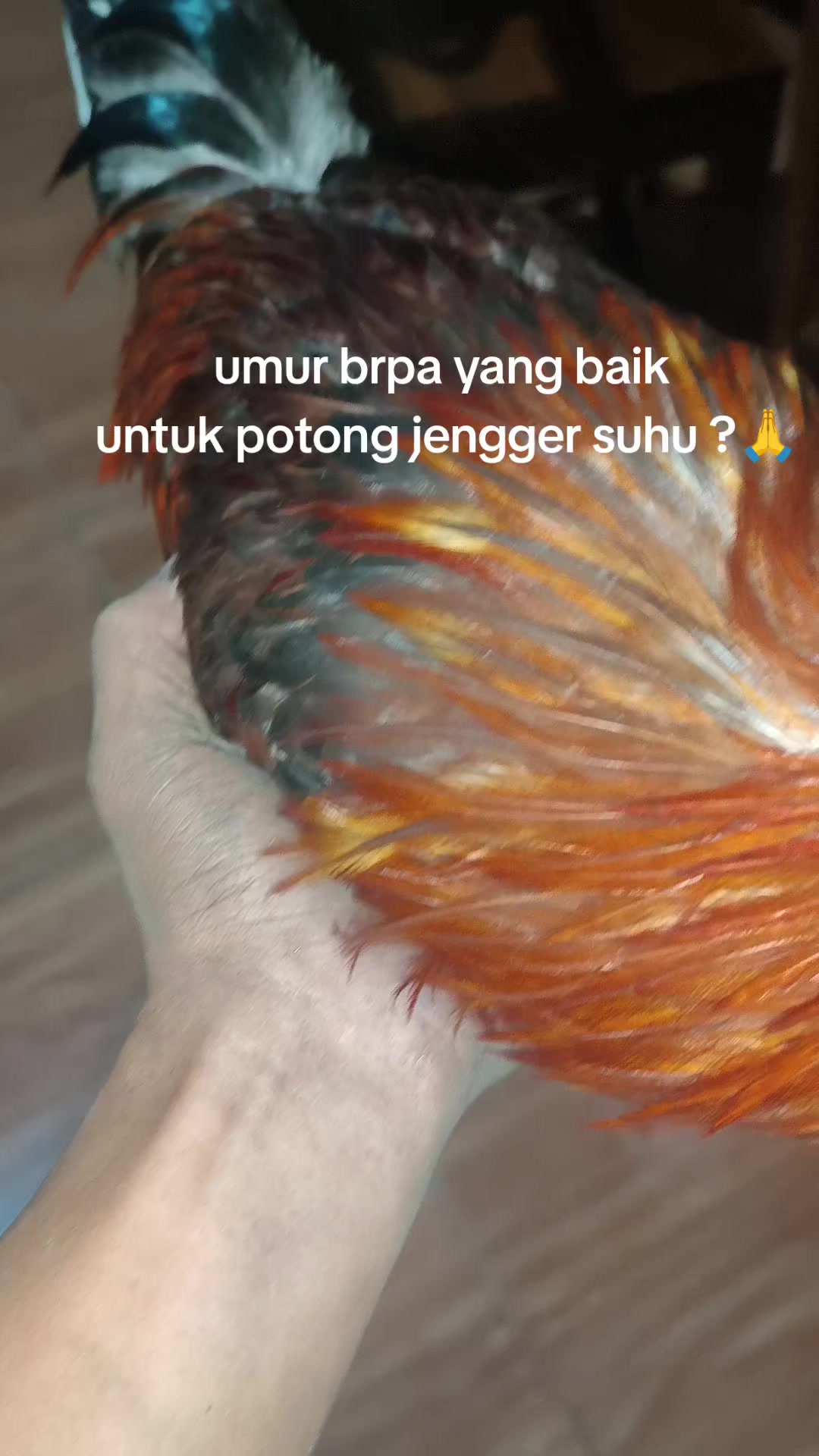 @pikkii