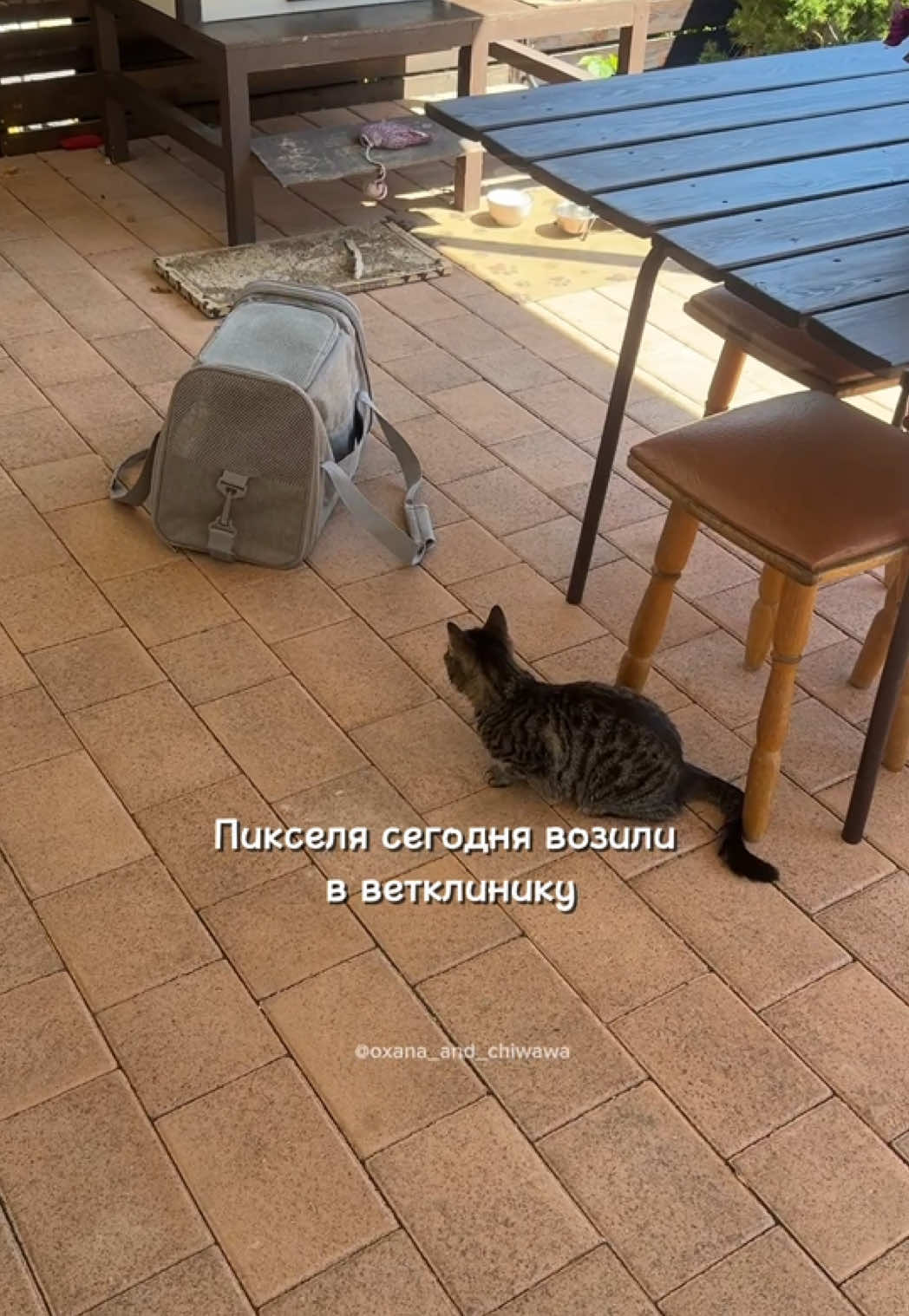 @Оксана & Чихуахуа Бонита