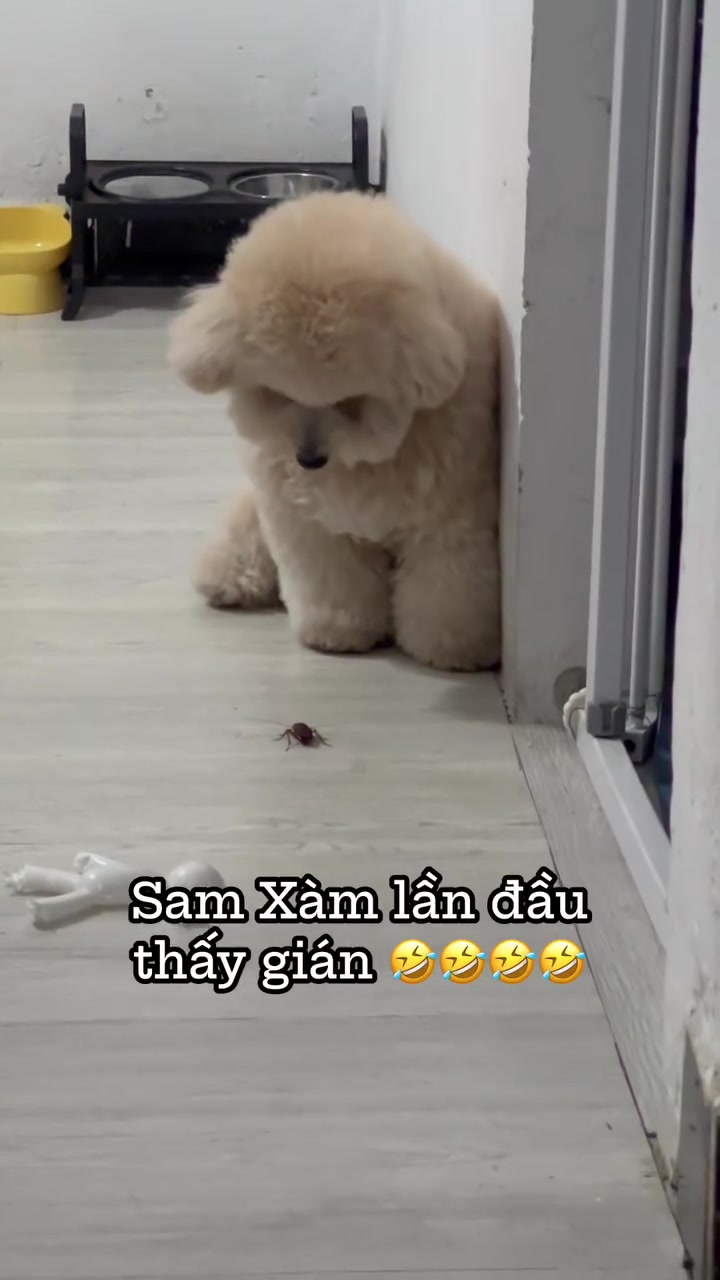 @Sam Xàm phiêu lưu ký