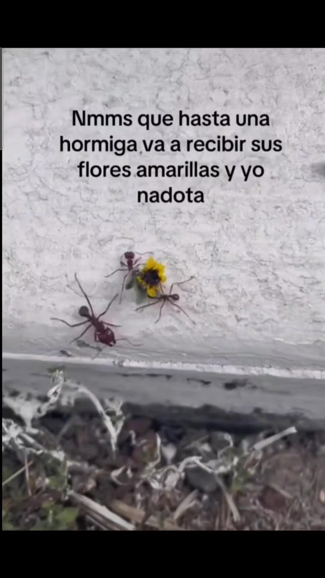@Lissette Duran