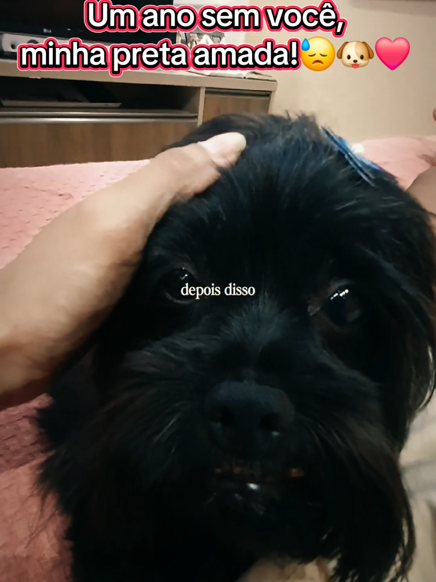 @Trio Pet Love