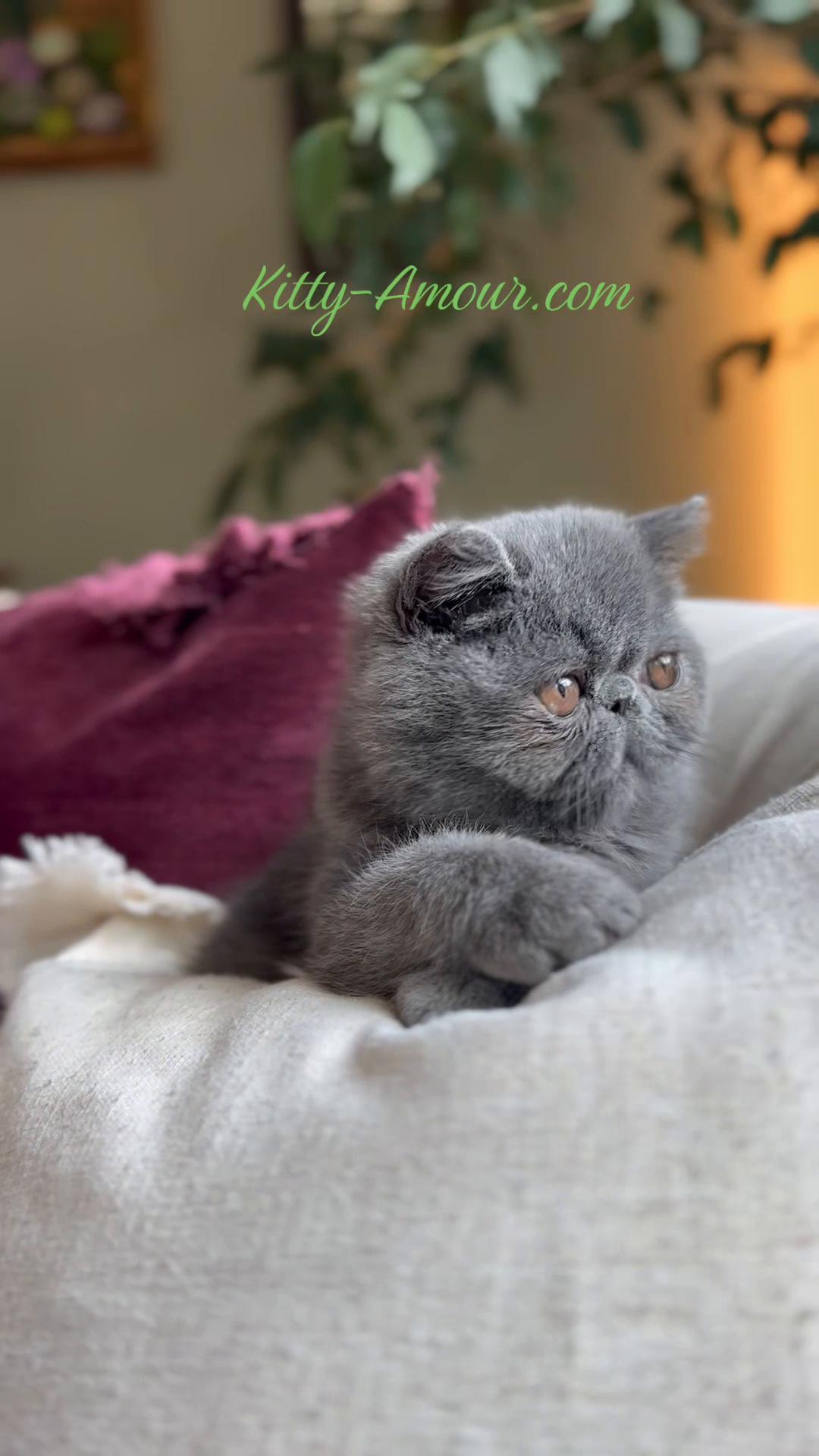 @KittyAmourCattery
