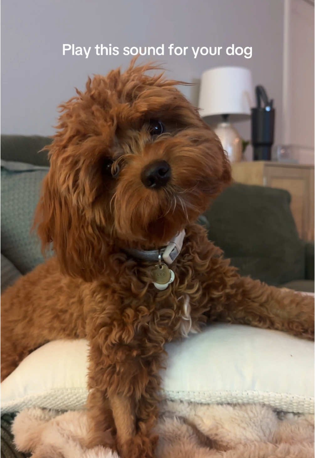 @Leo the Cavapoo