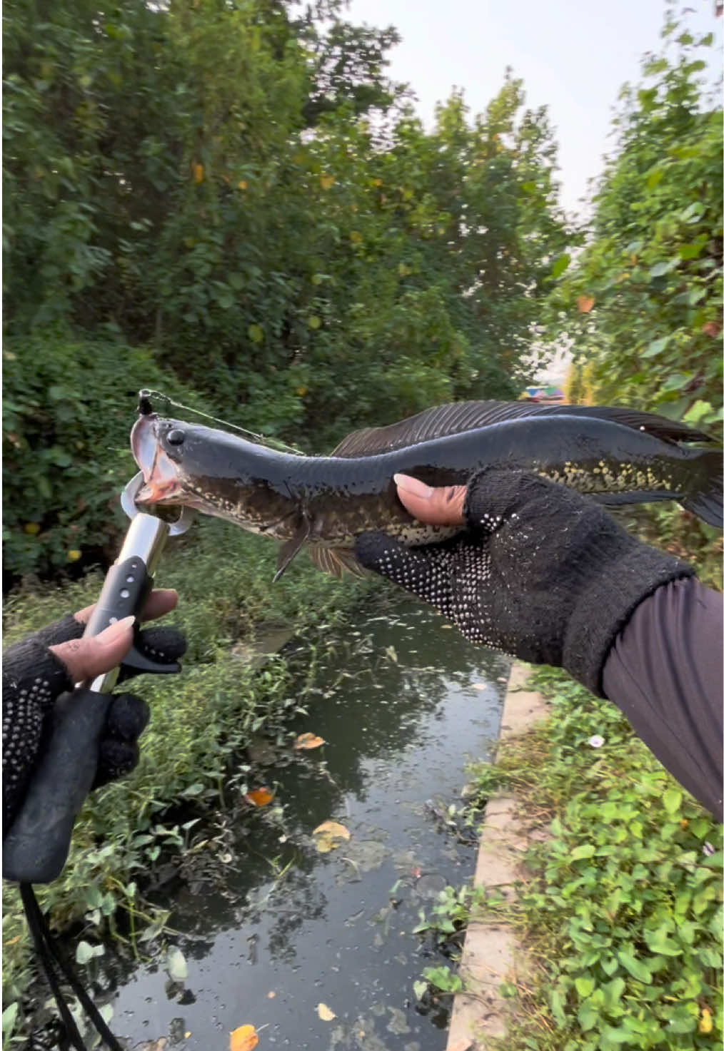 @MAFIA FISHING